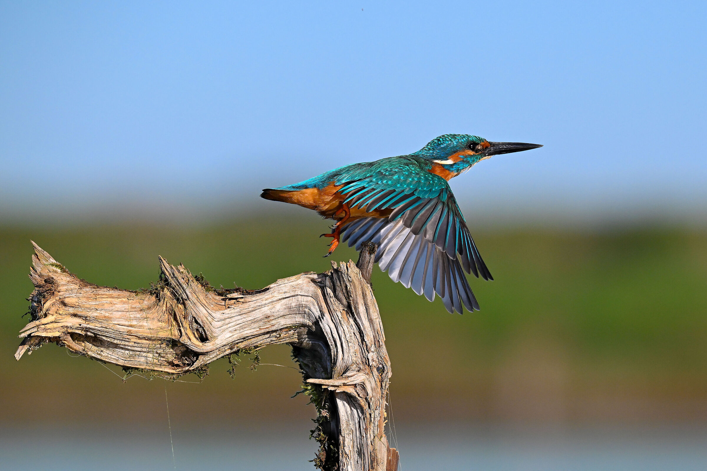 Martino's detachment