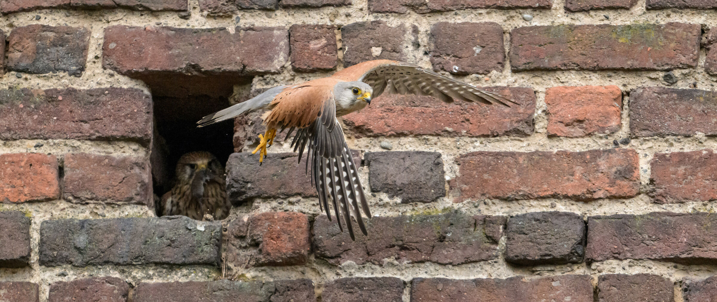 kestrels