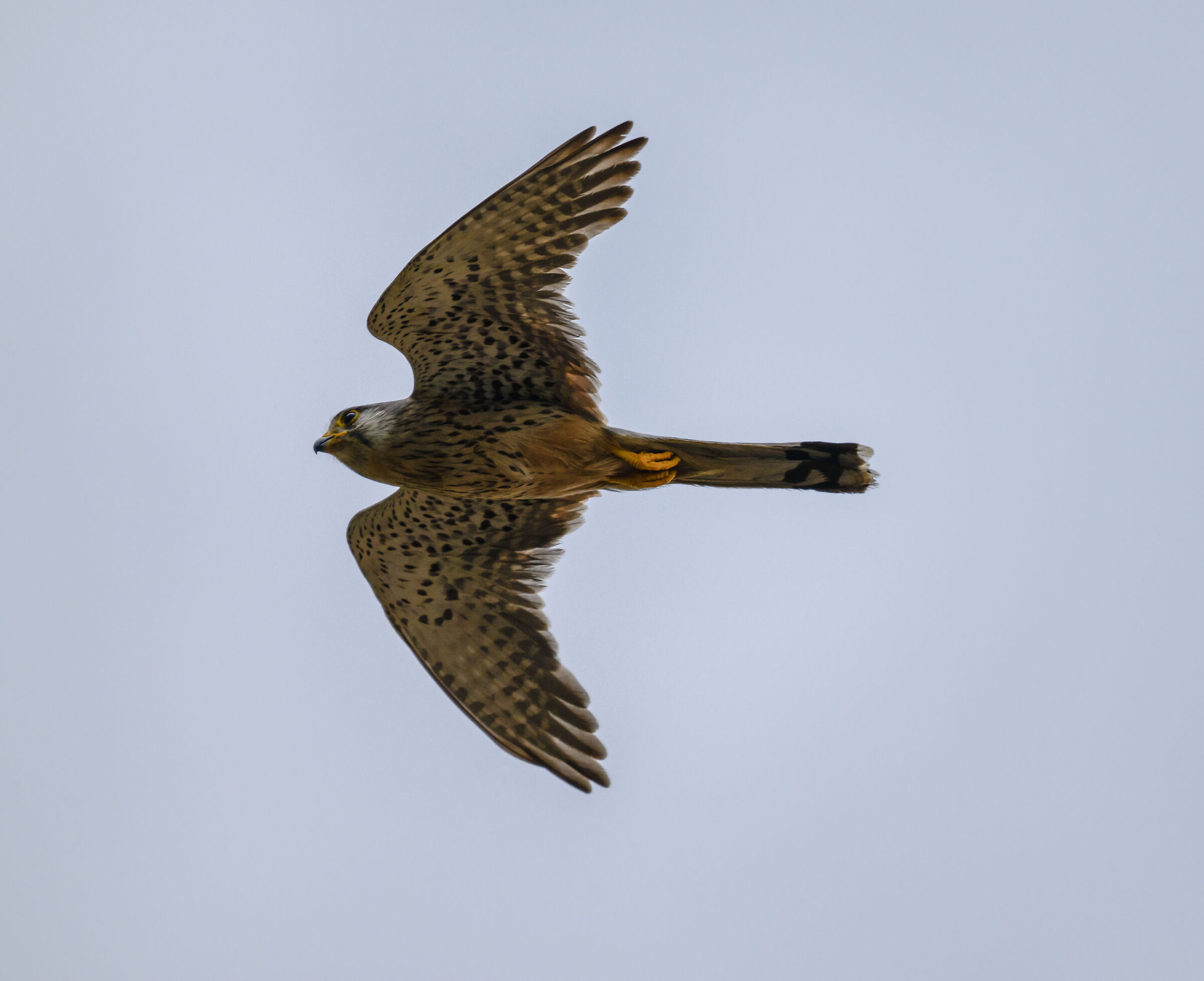 kestrels
