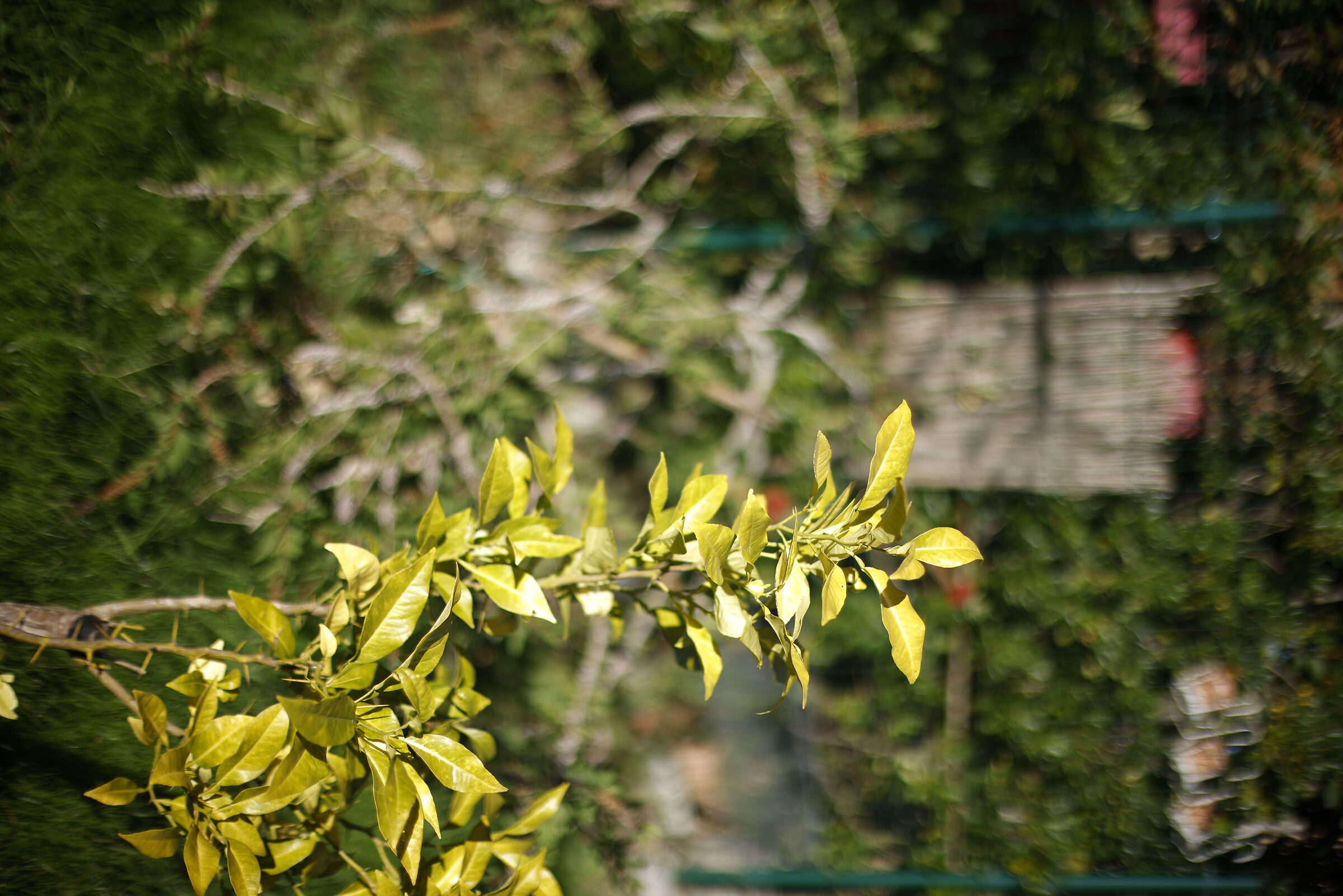 f1.2 without corrections