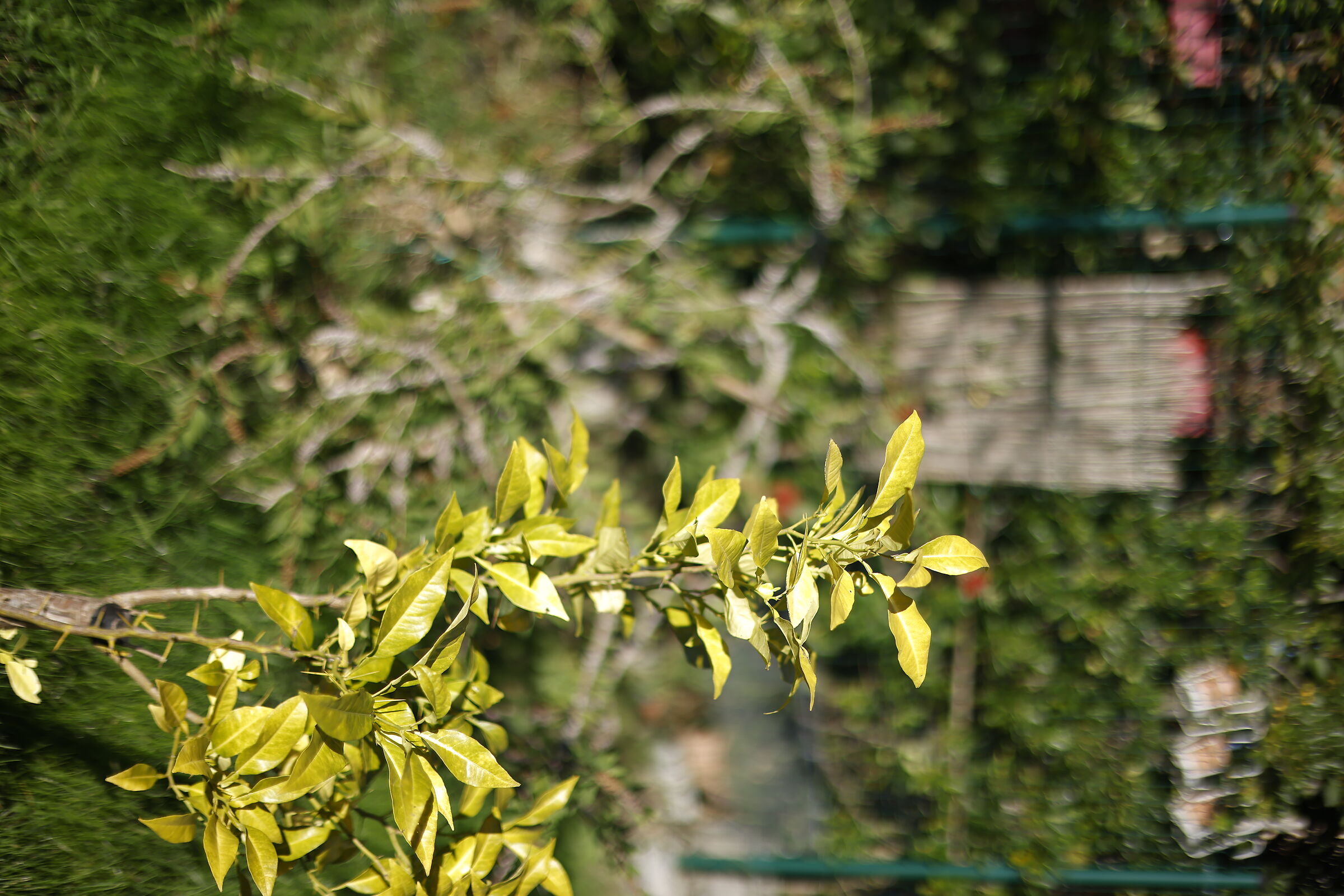 f1.4 without corrections