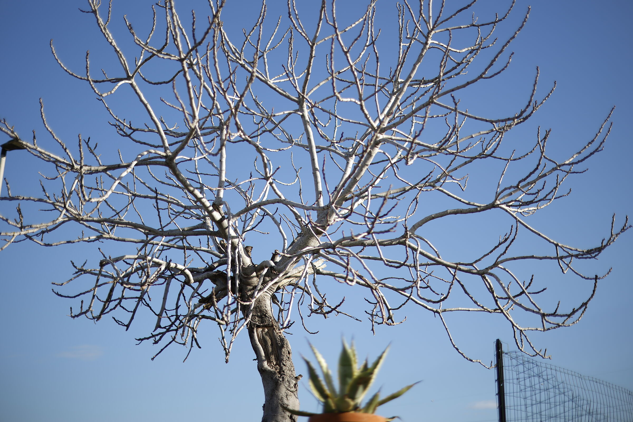 F1.2 Active Corrections