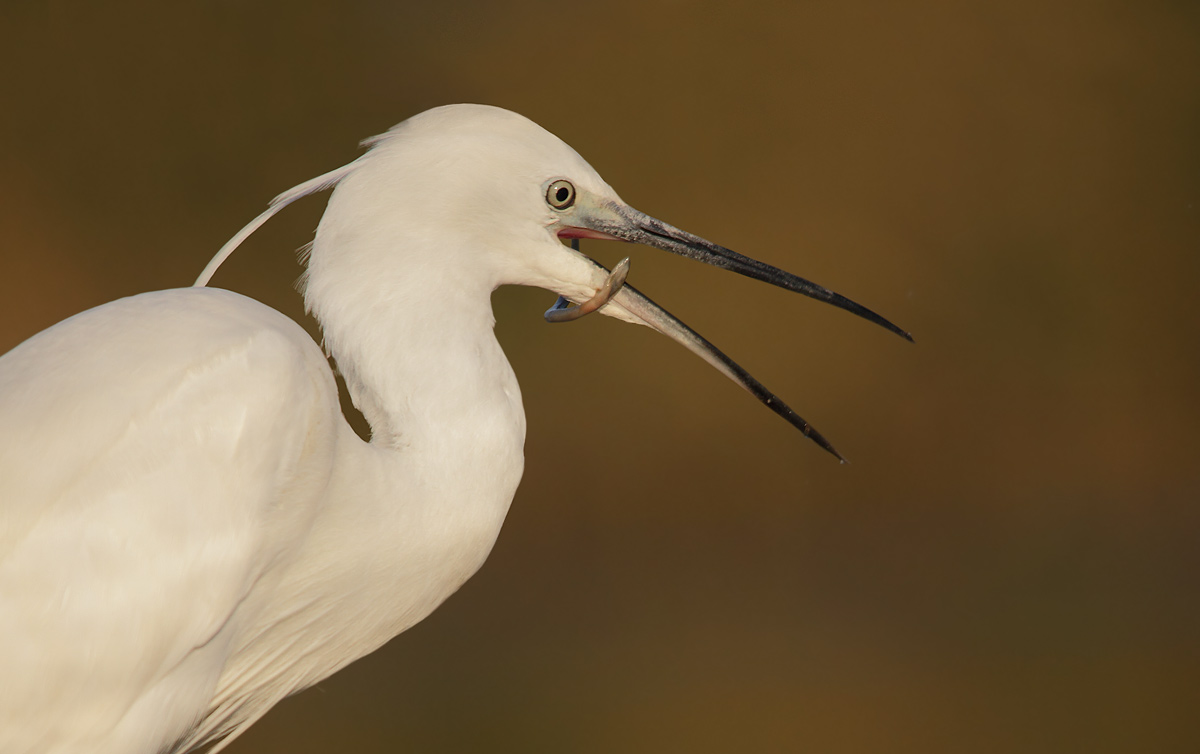 Egret with prey