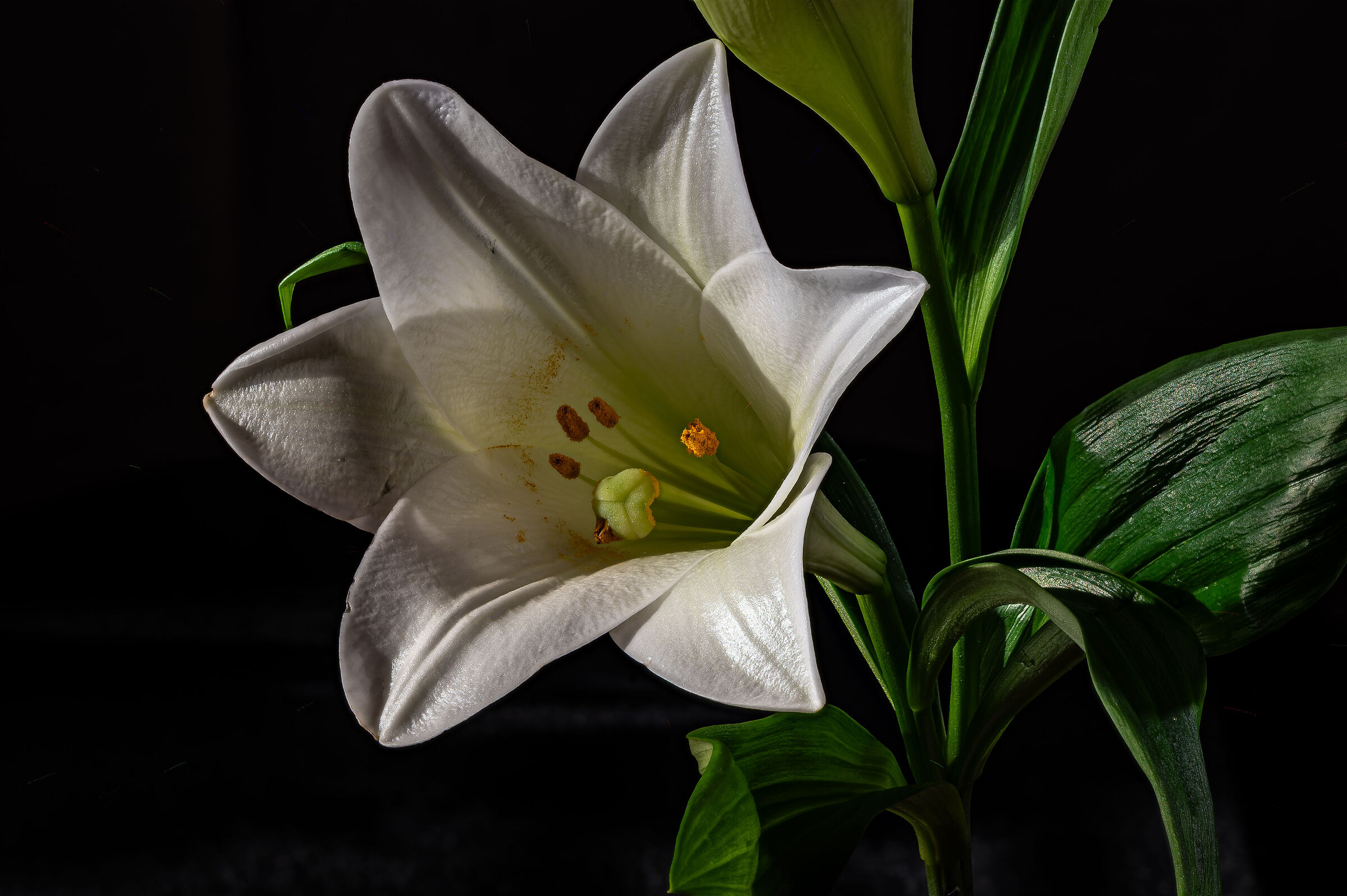 Lilium