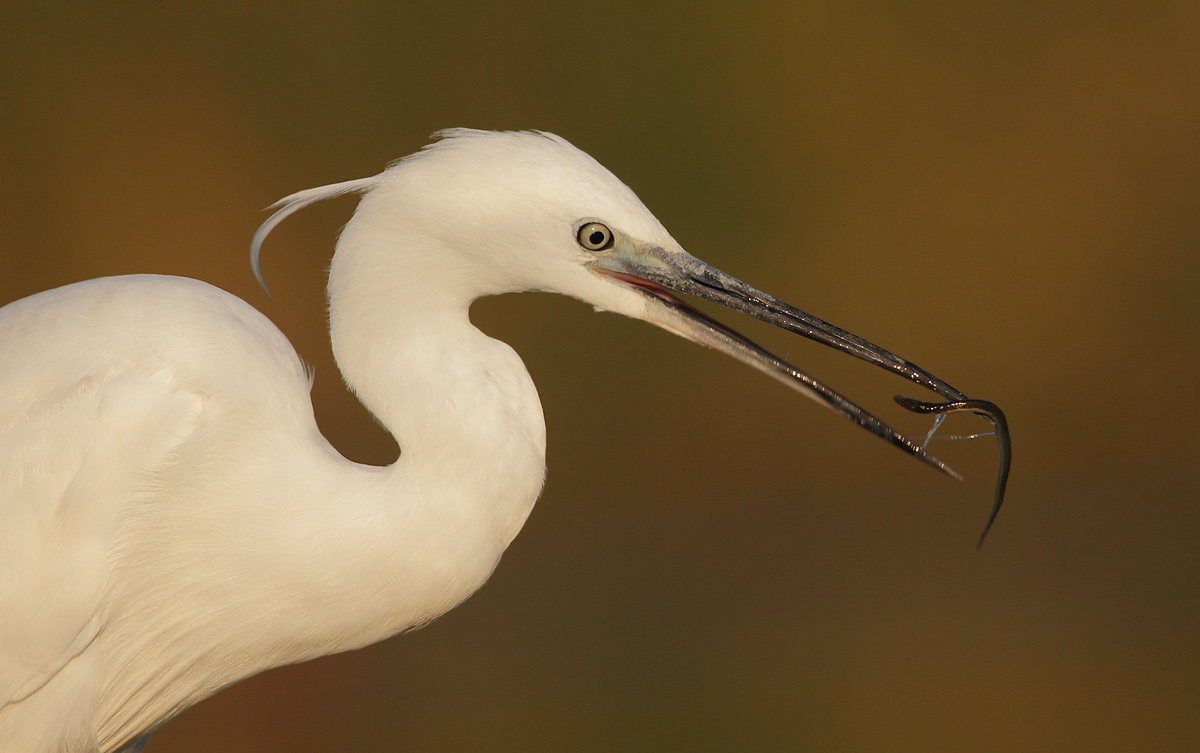 Egret with prey