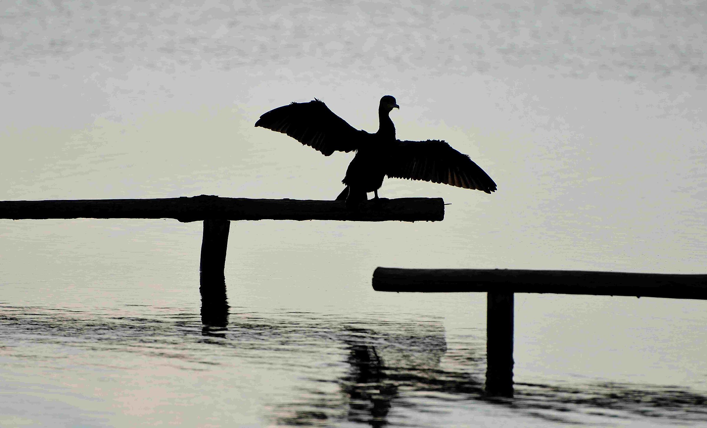 Cormorano,sul lago di Massaciuccoli