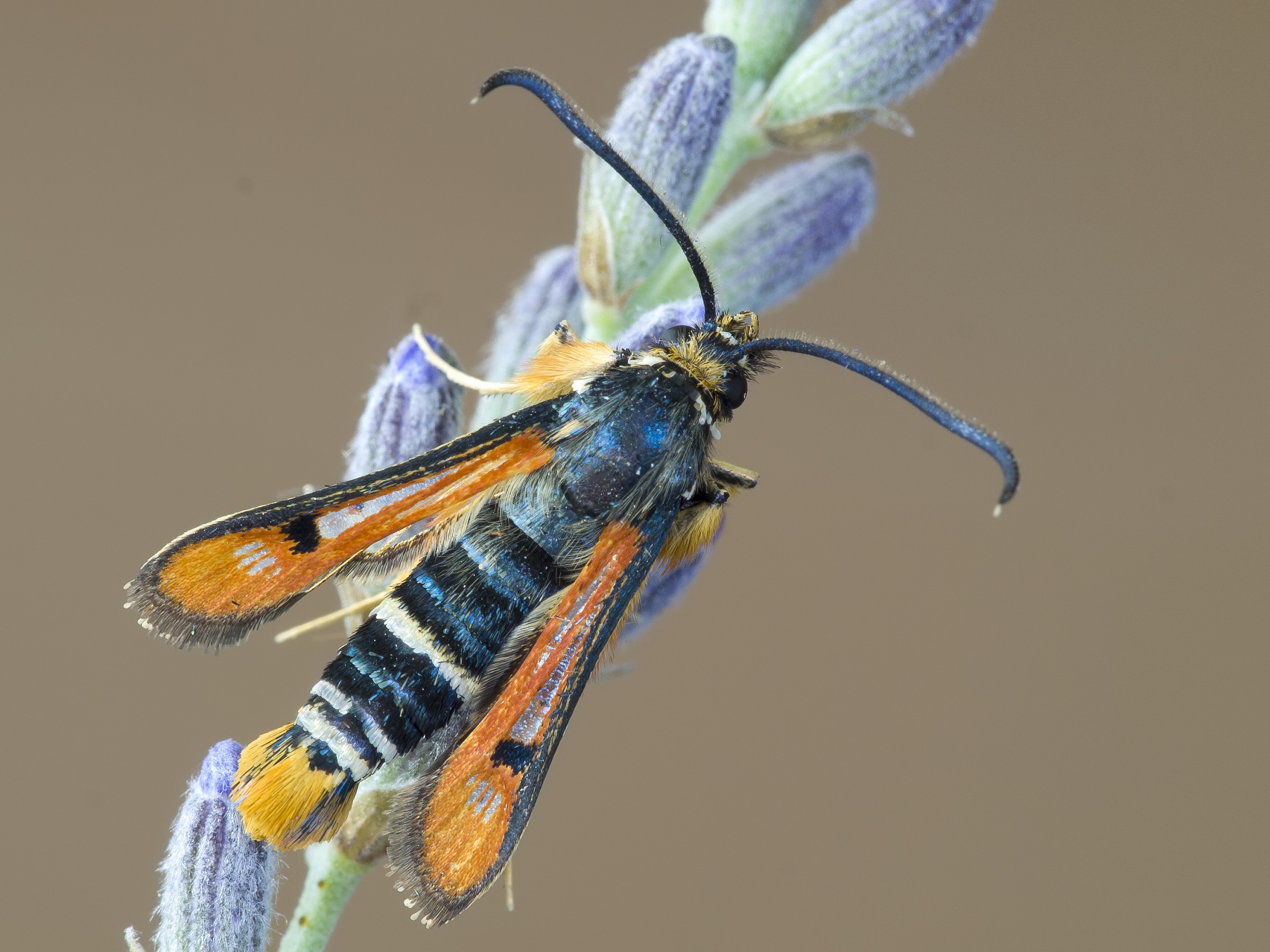 Pyropteron chrysidiformis
