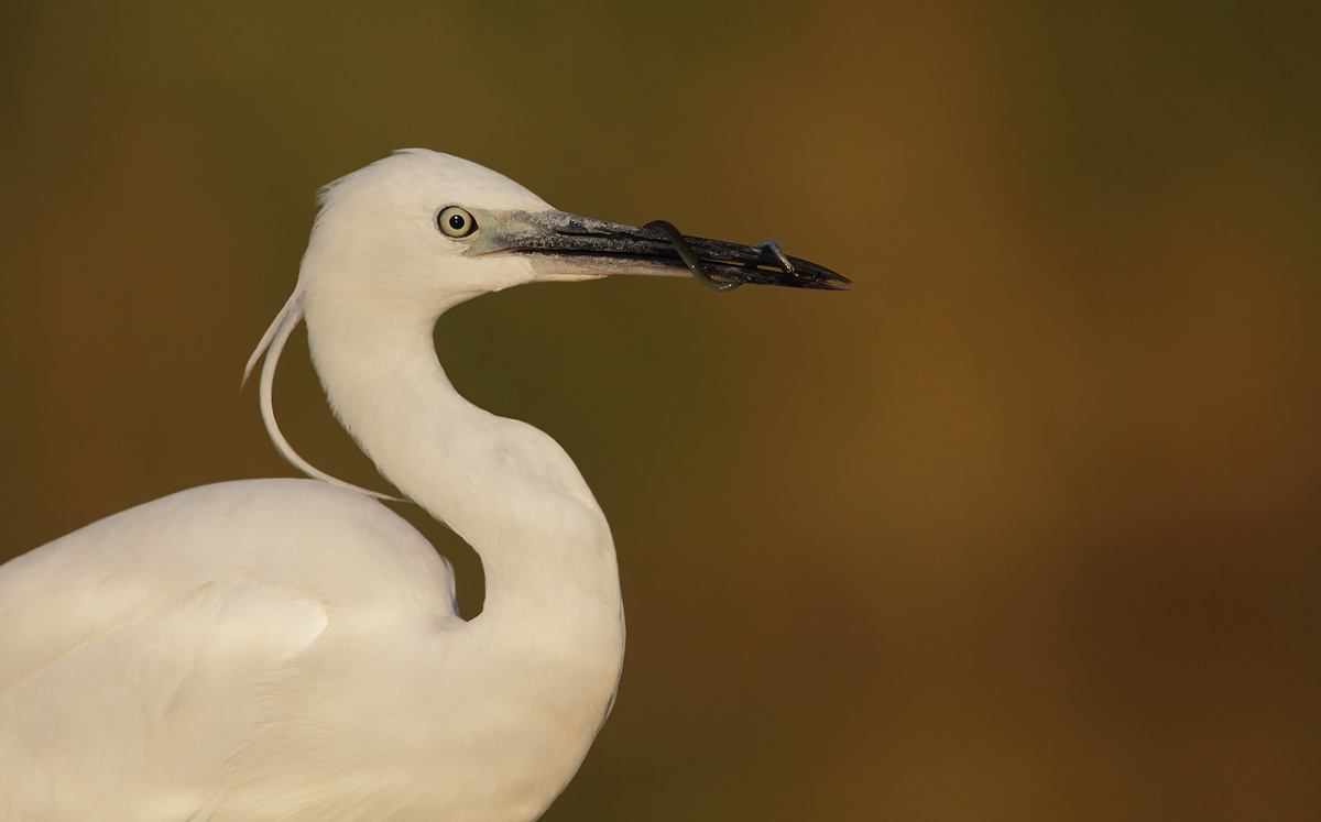 Egret with prey