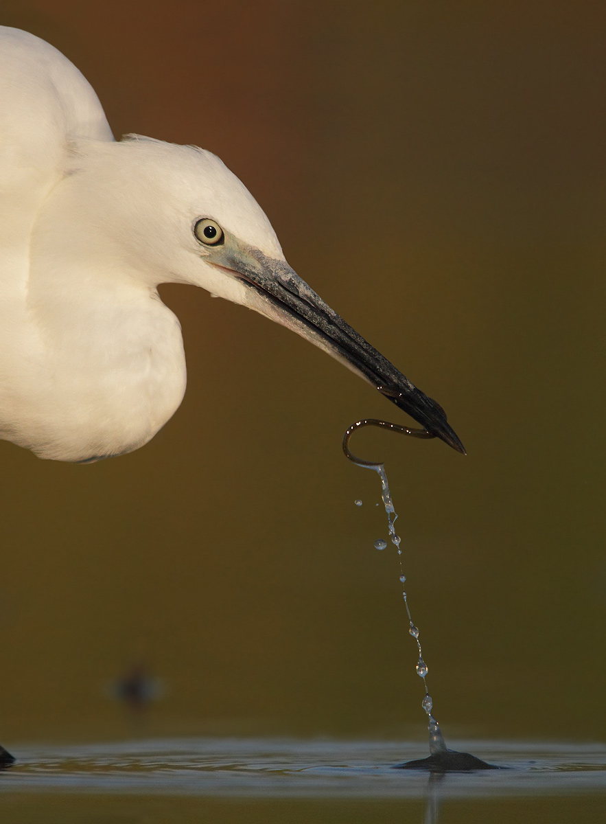 Egret with prey