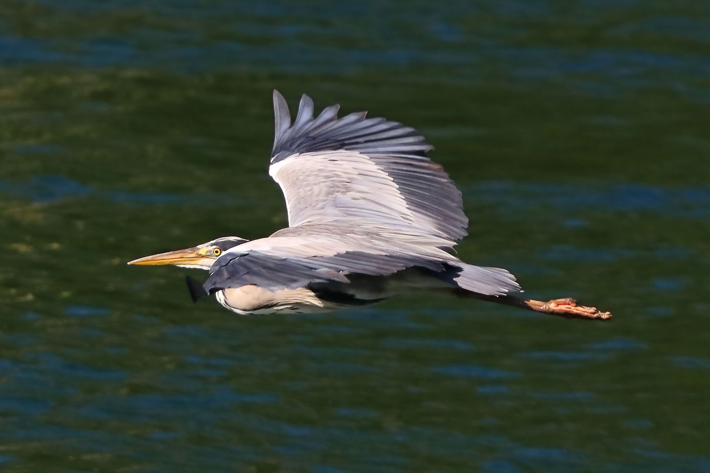 Cenerino 10 luglio 2025 - 0173
