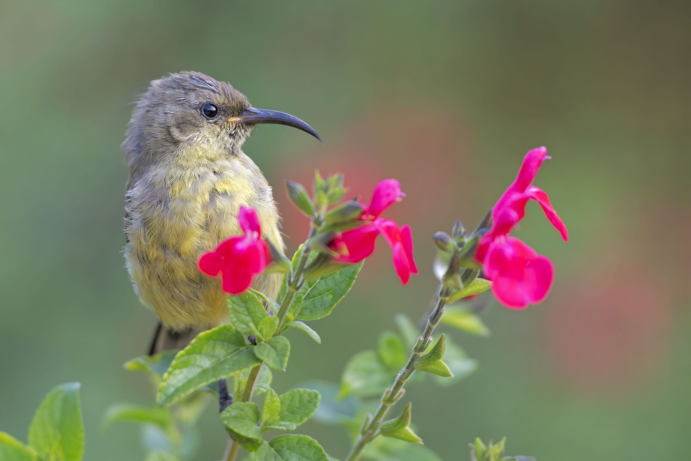 Variable sunbird