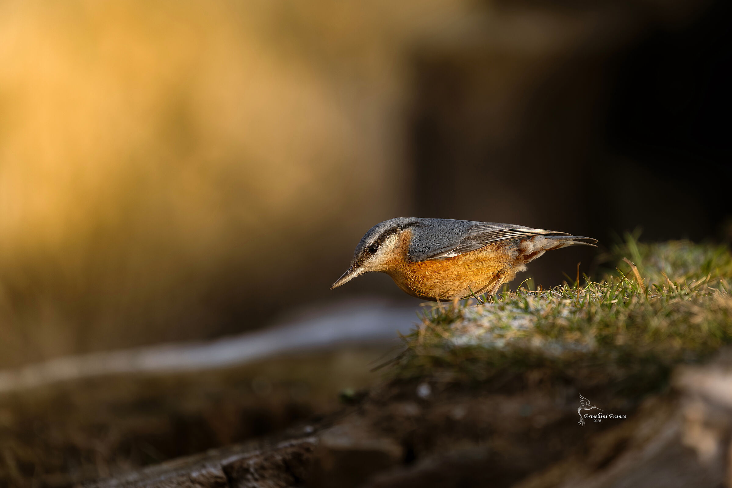 wood nuthatch