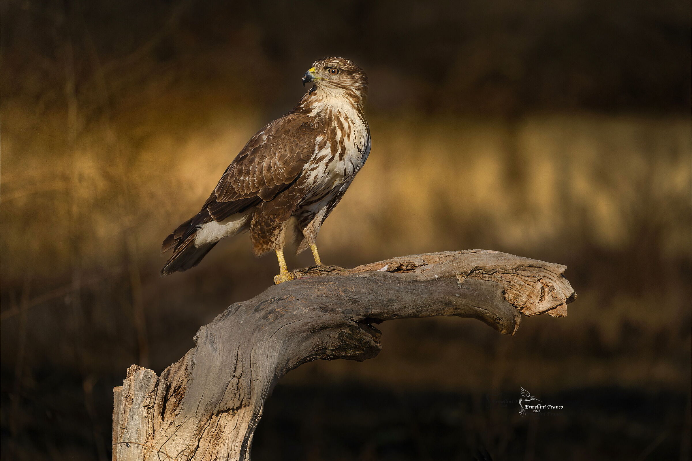 Buzzard