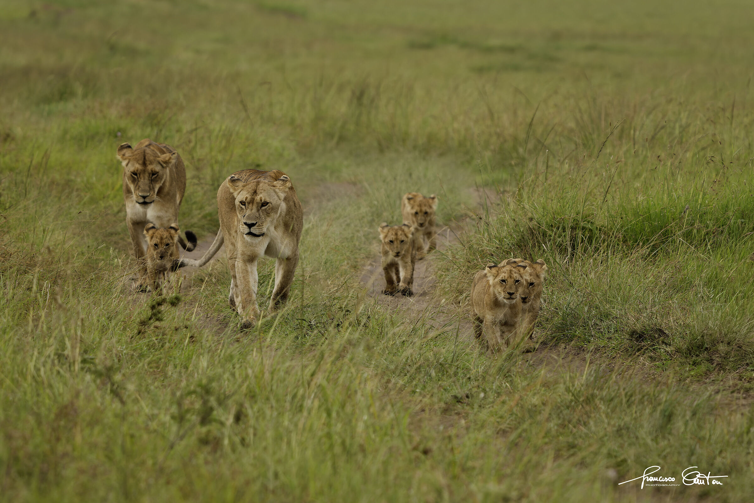 lionesses lion cubs