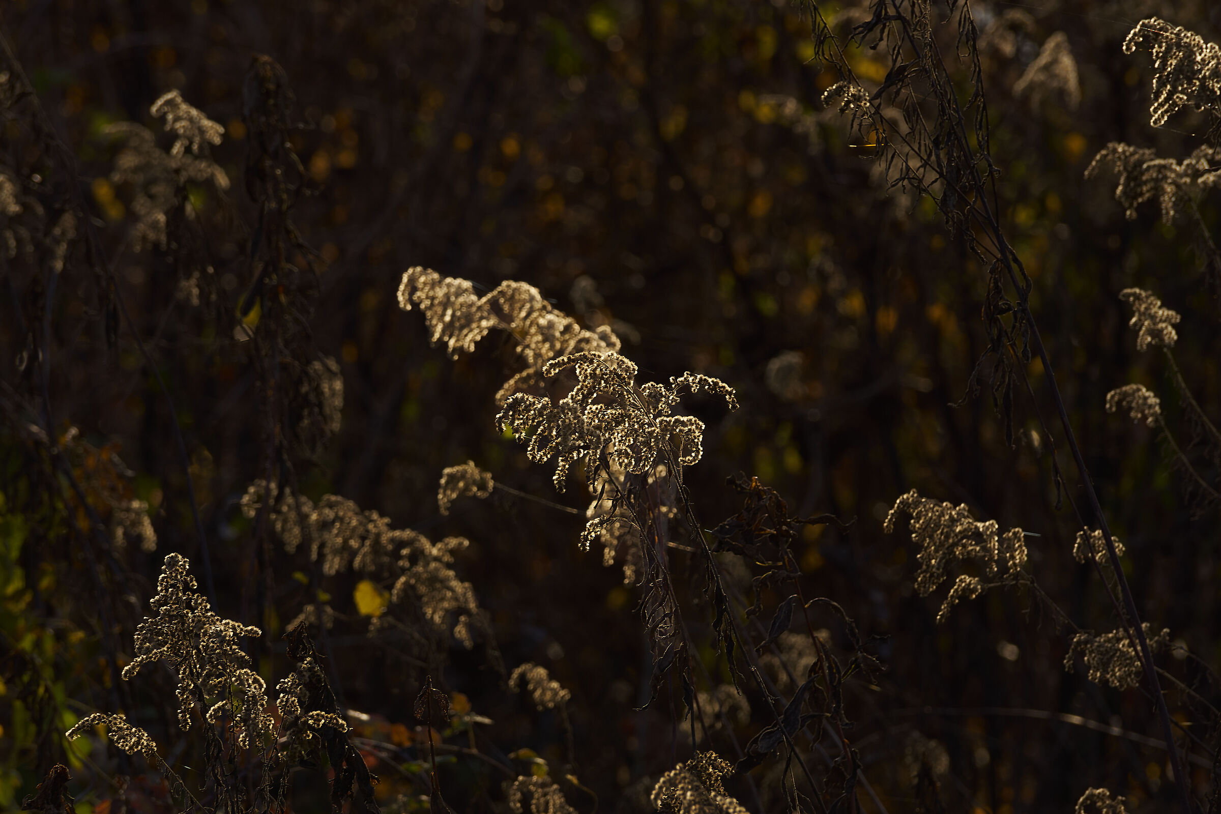 Autunno