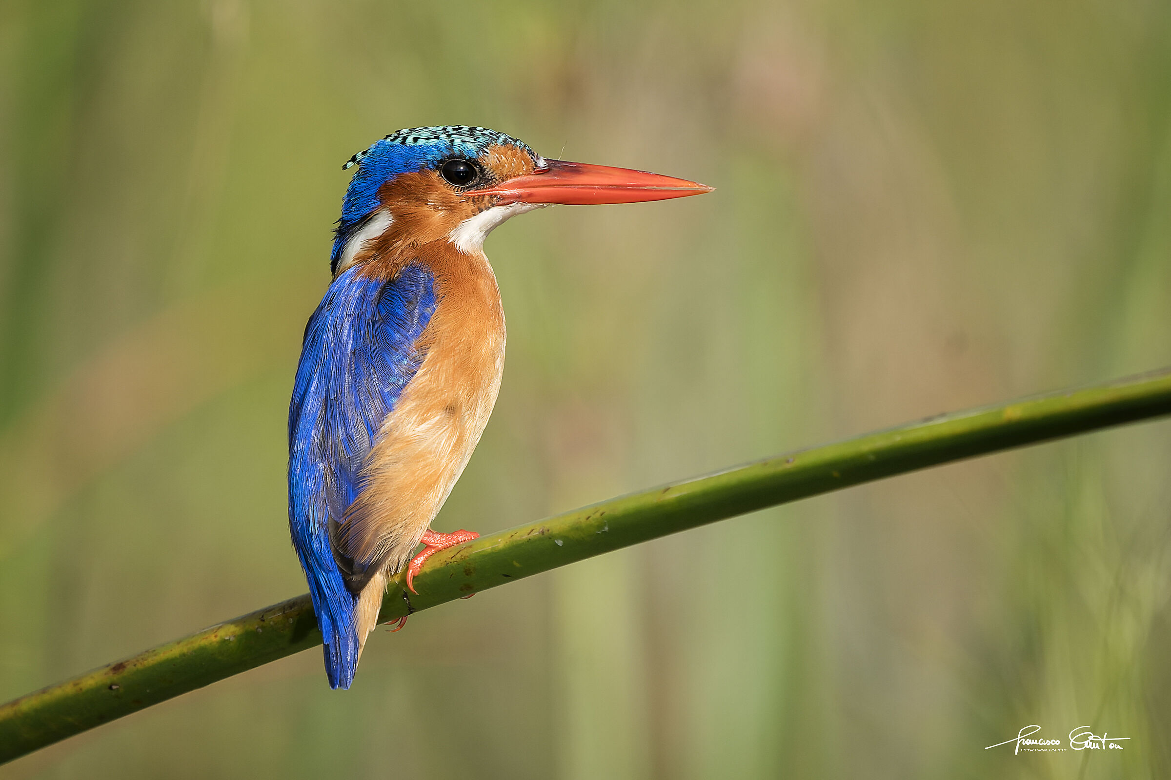 martin pescatore malachite