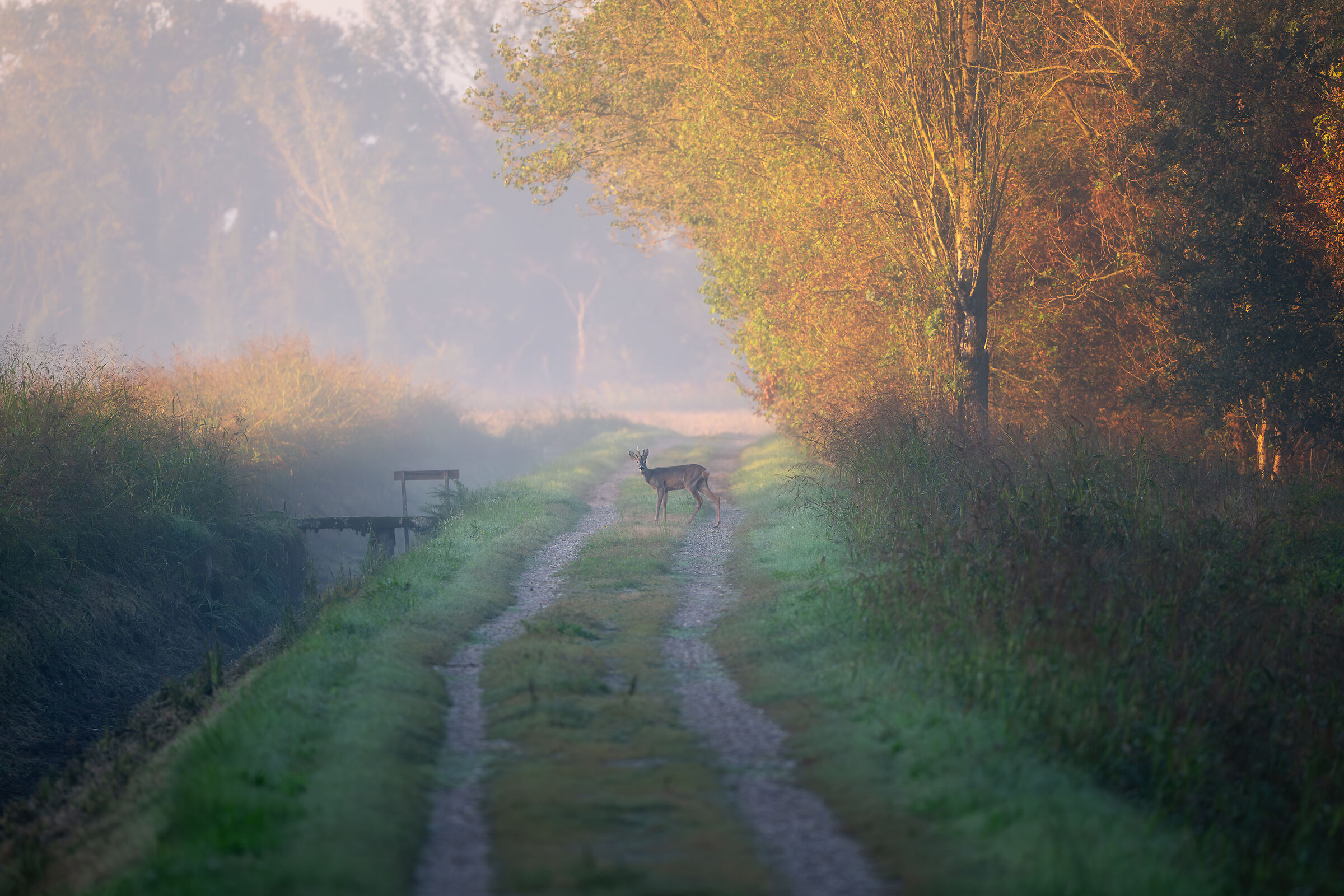 Roe deer and golden hour