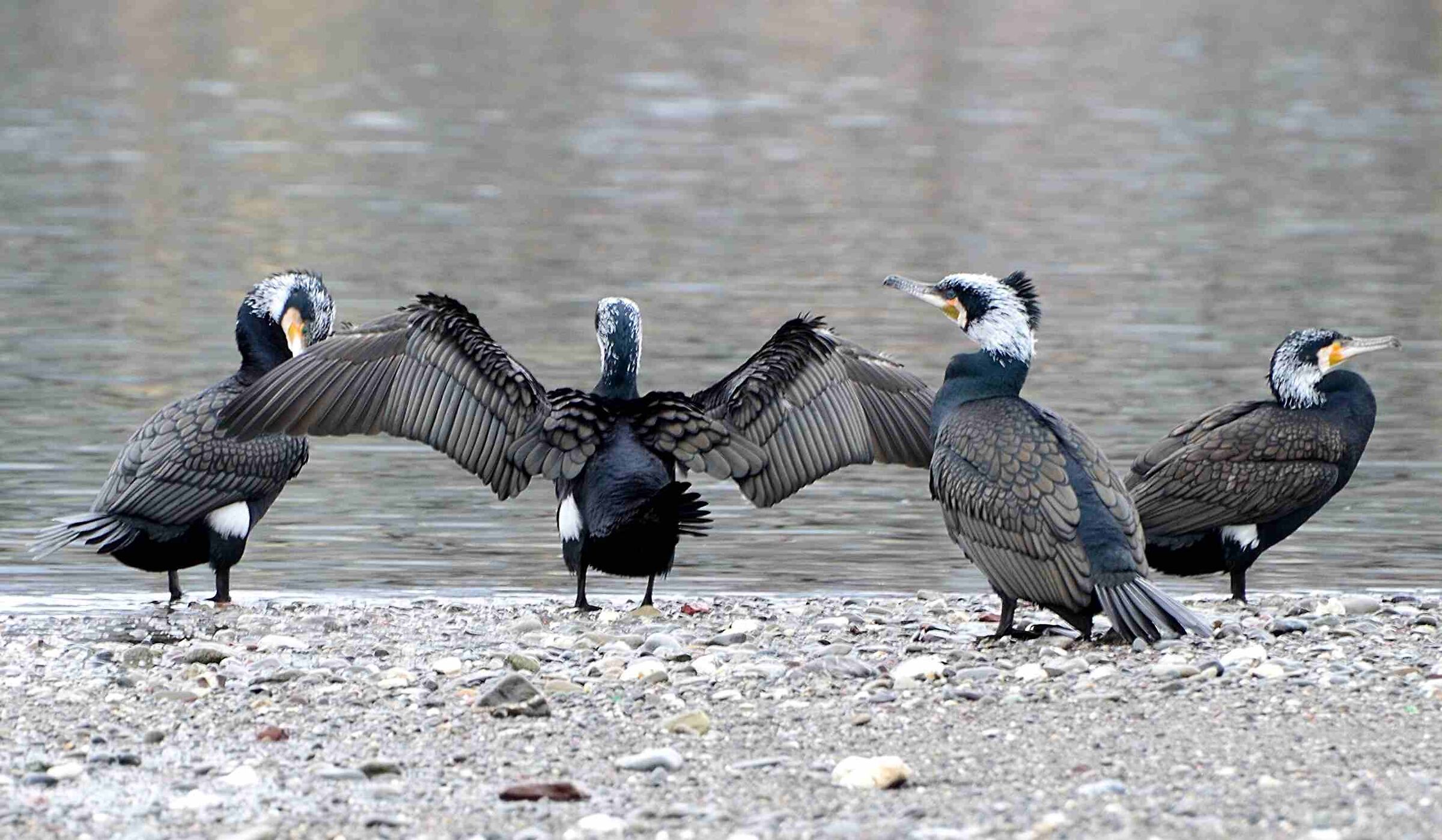 Cormorants on the Entella River