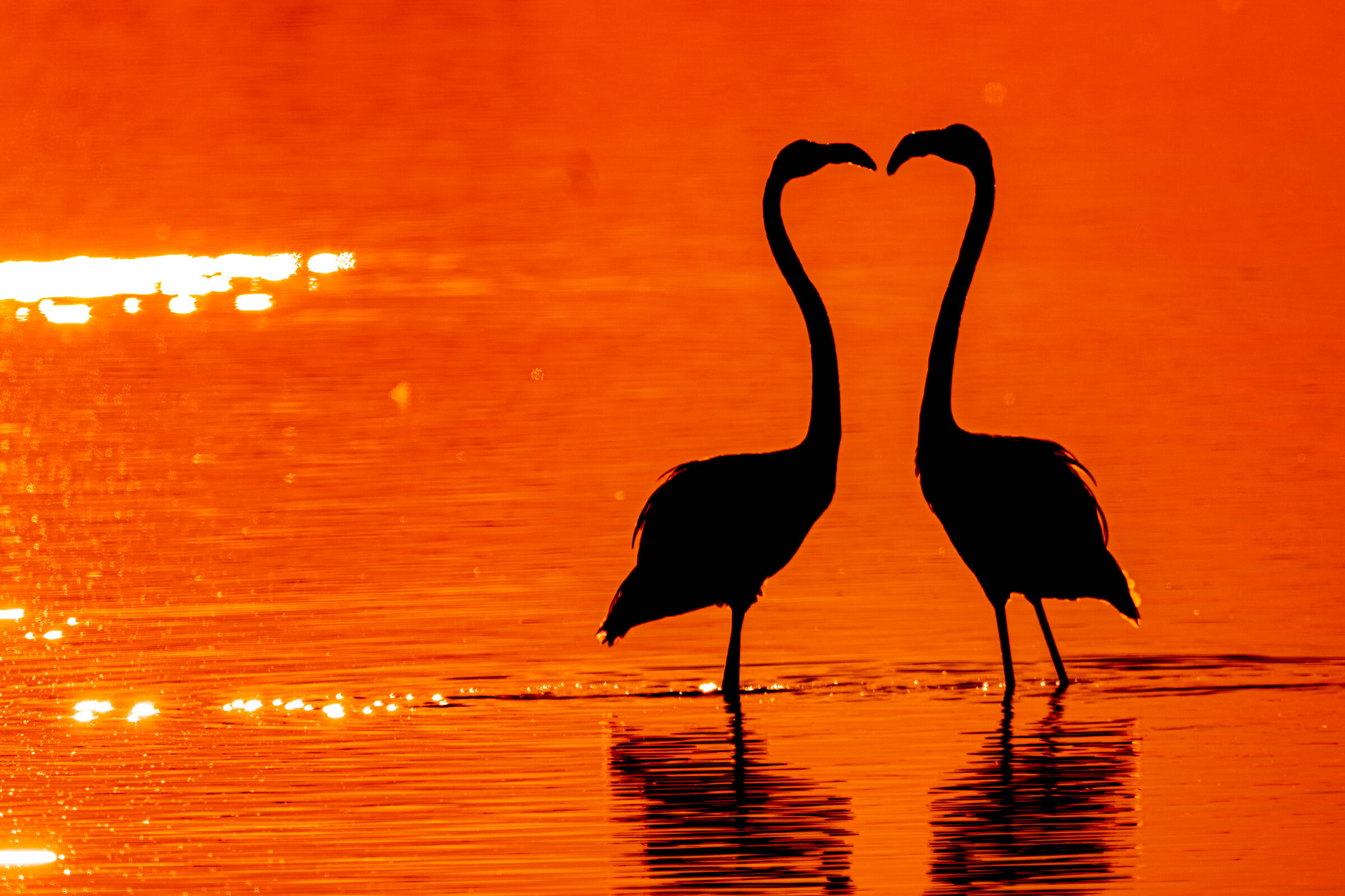 Fenicotteri in love al tramonto