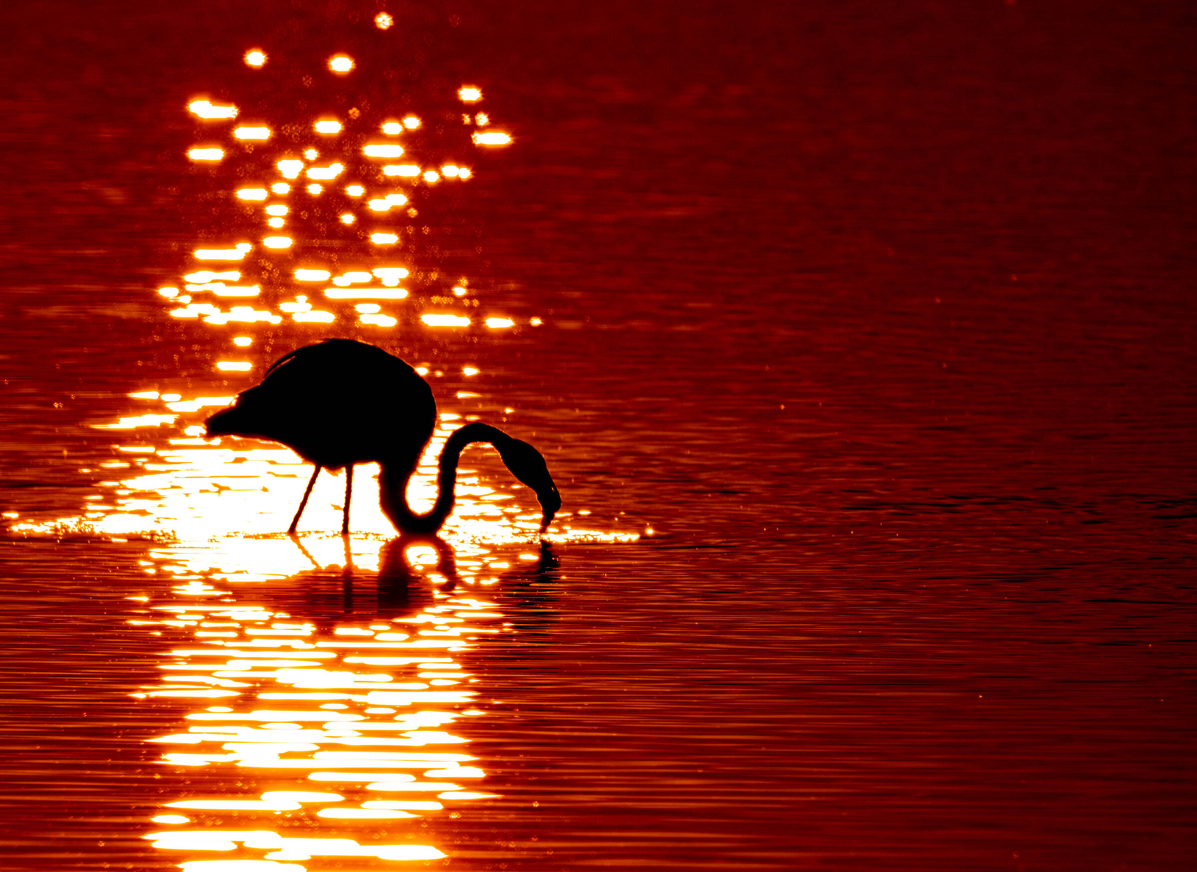 Fenicottero al tramonto