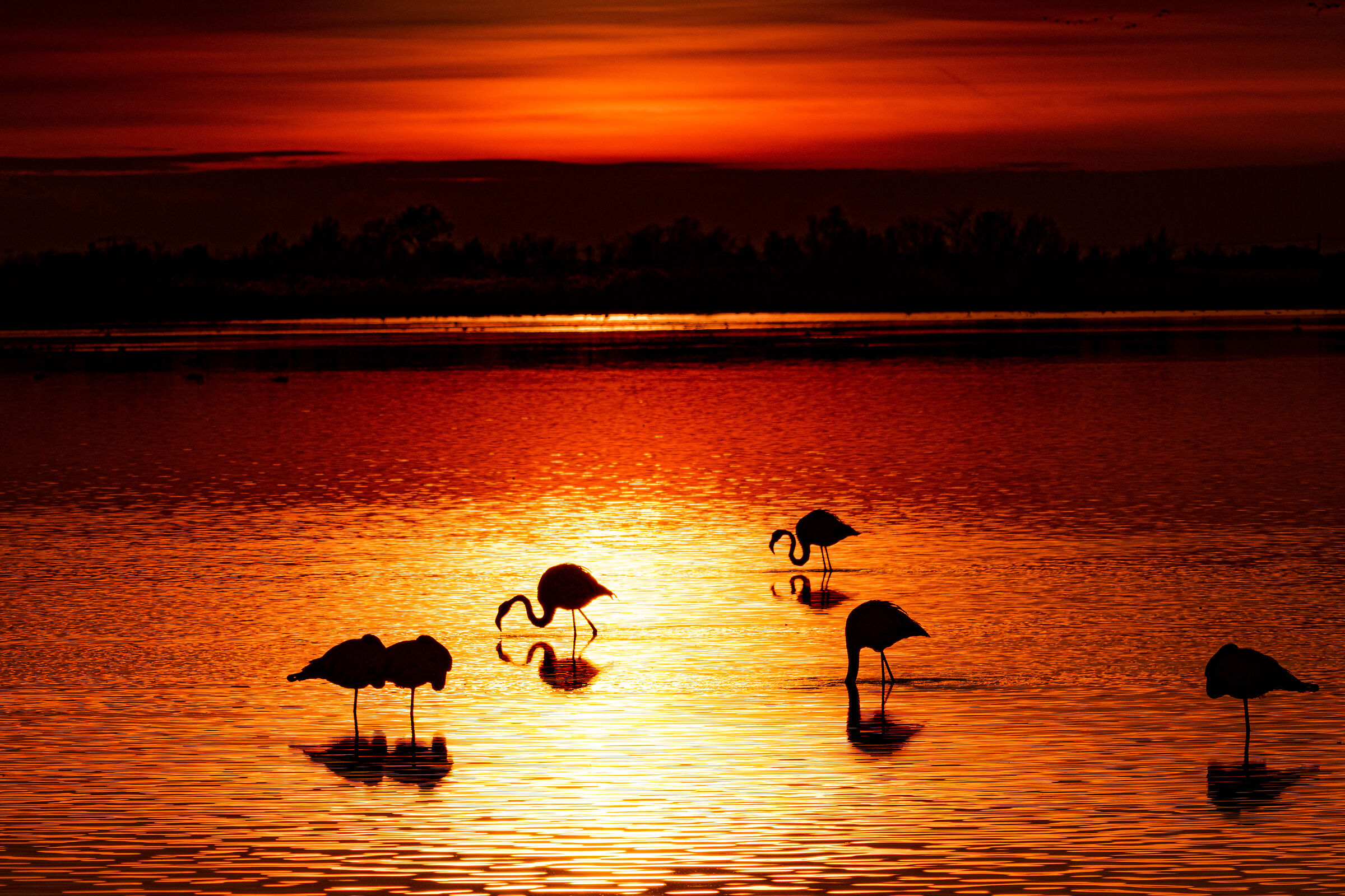 Fenicotteri al tramonto
