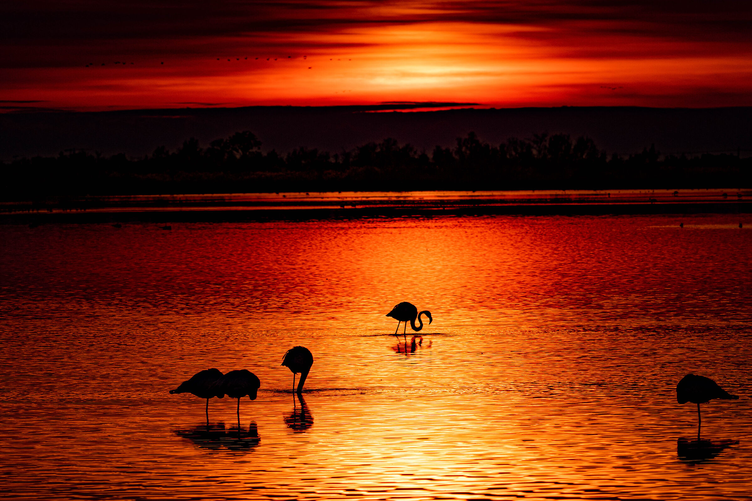 Fenicotteri al tramonto