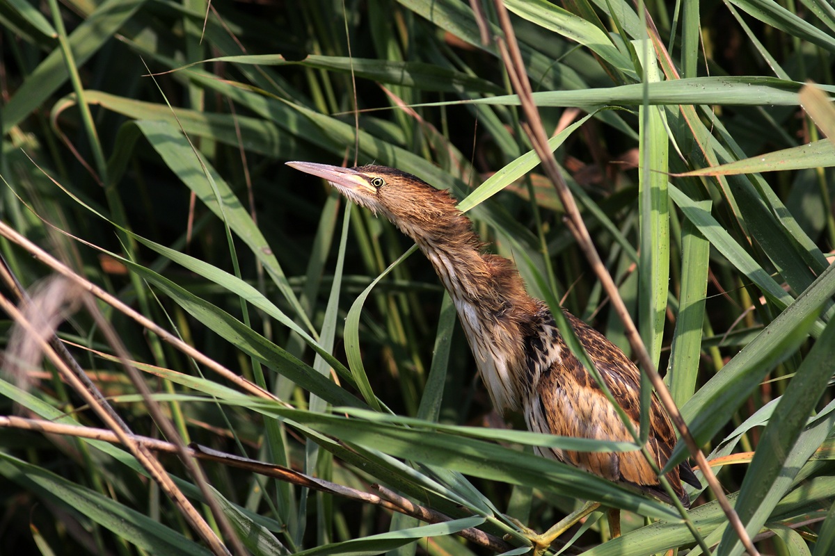 Mangy - young Bittern
