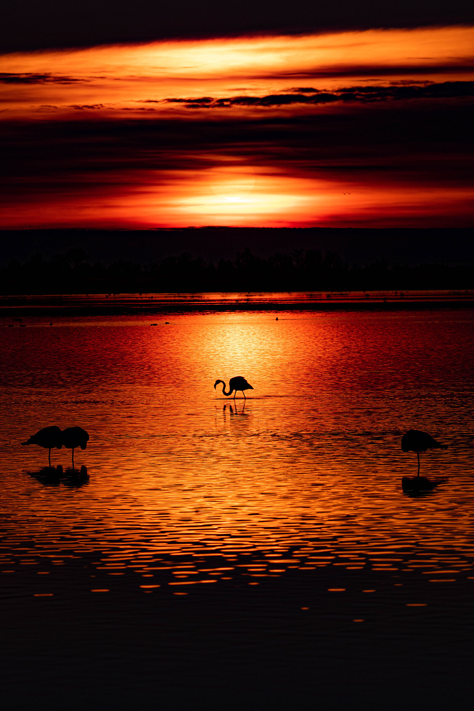 Fenicotteri al tramonto