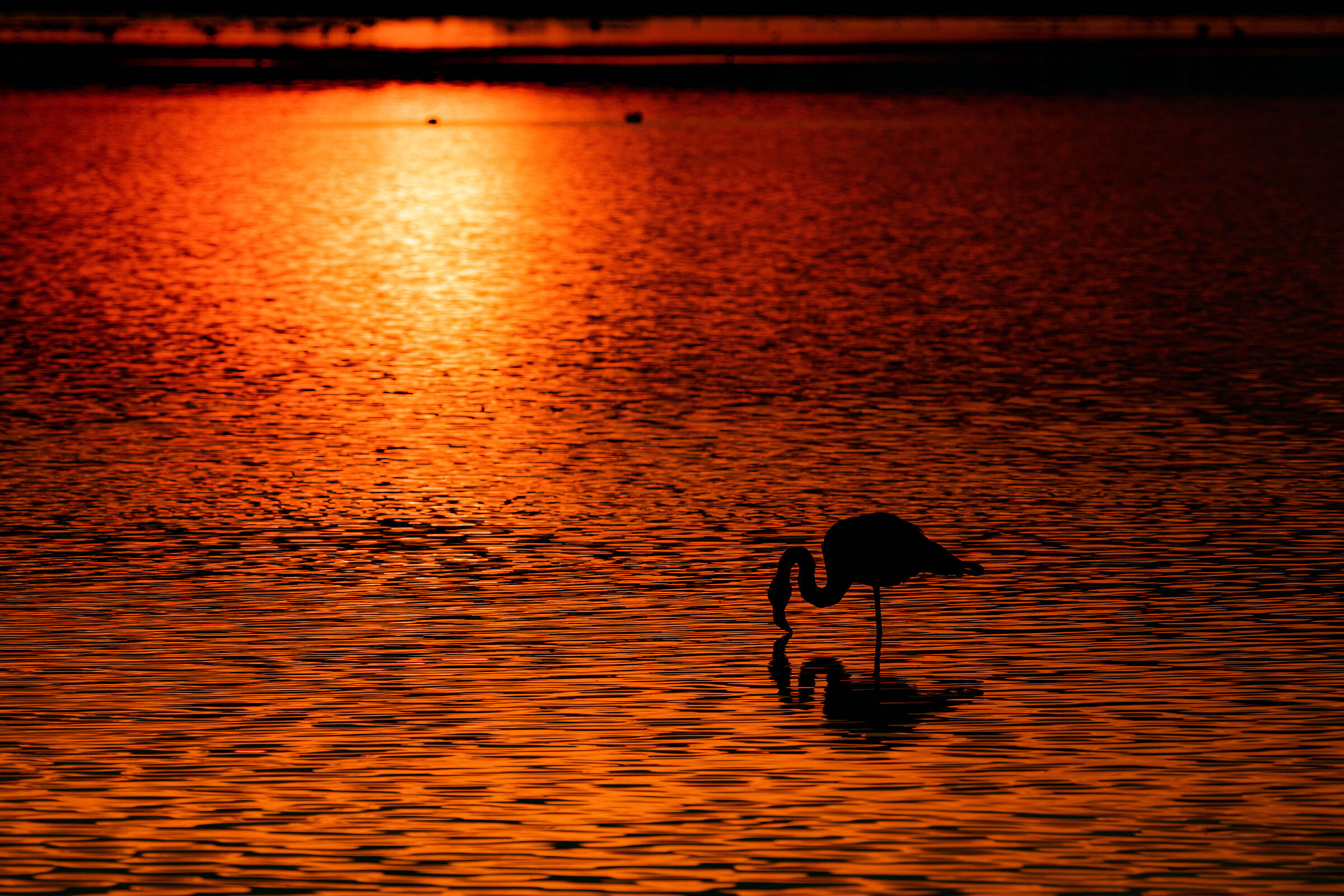 Fenicottero al tramonto