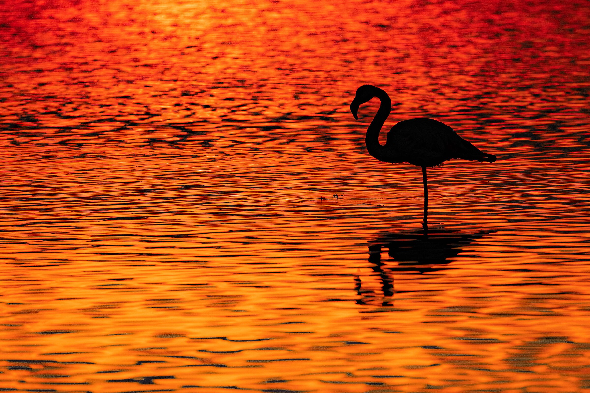 Fenicottero al tramonto