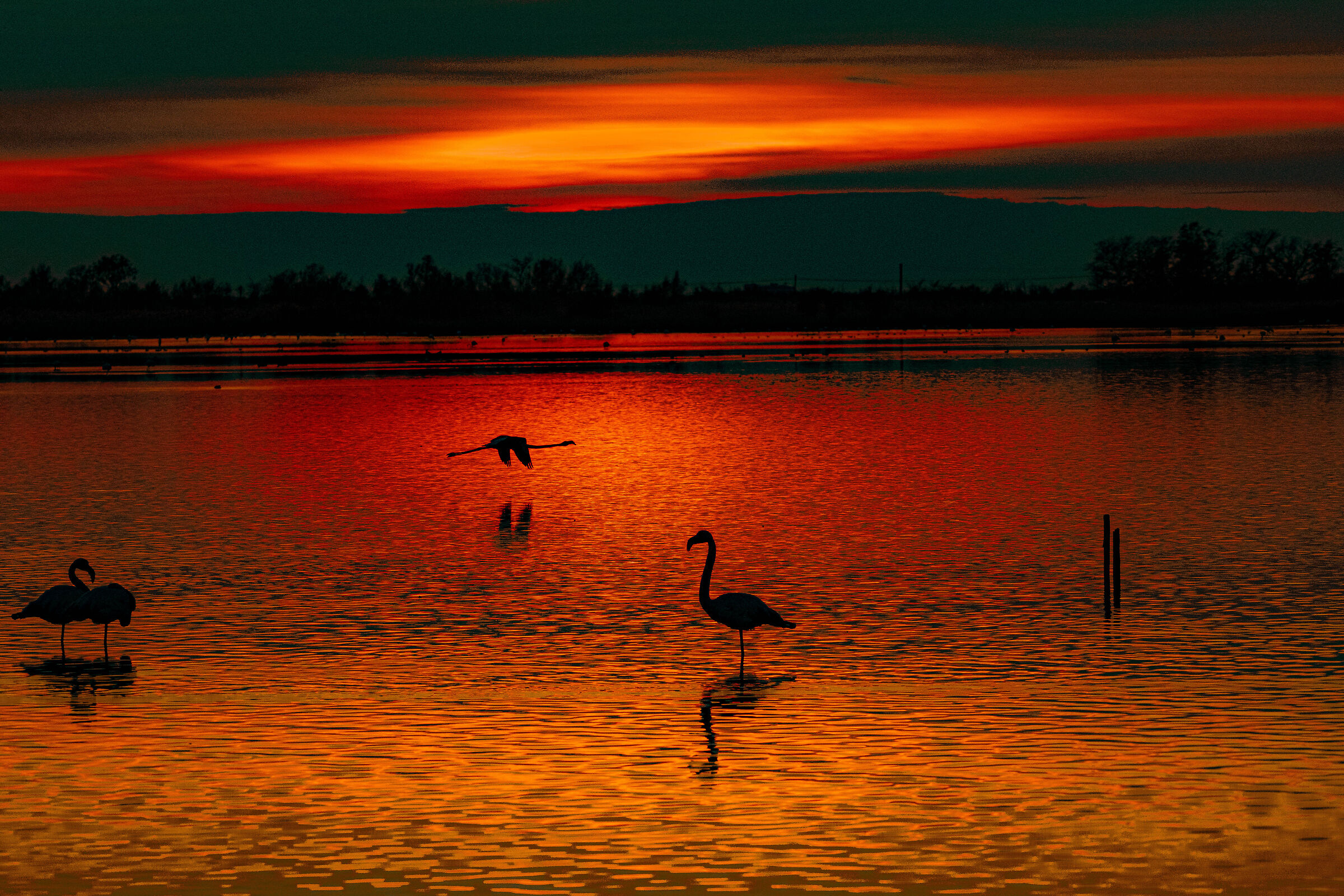 Fenicotteri al tramonto