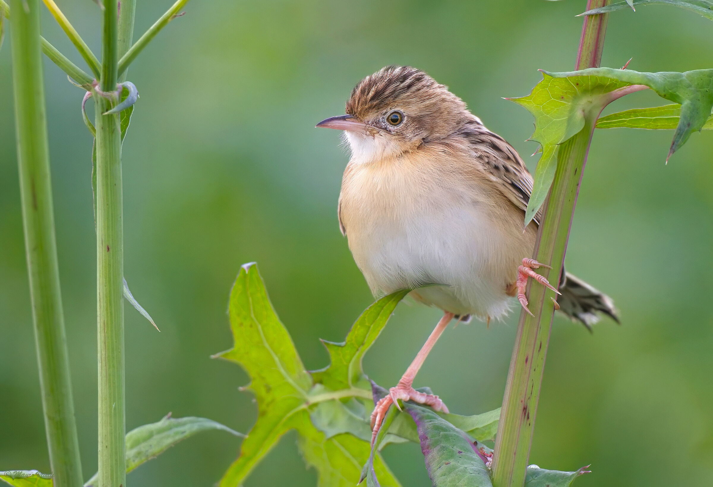 Snipe (Cisticola juncidis)