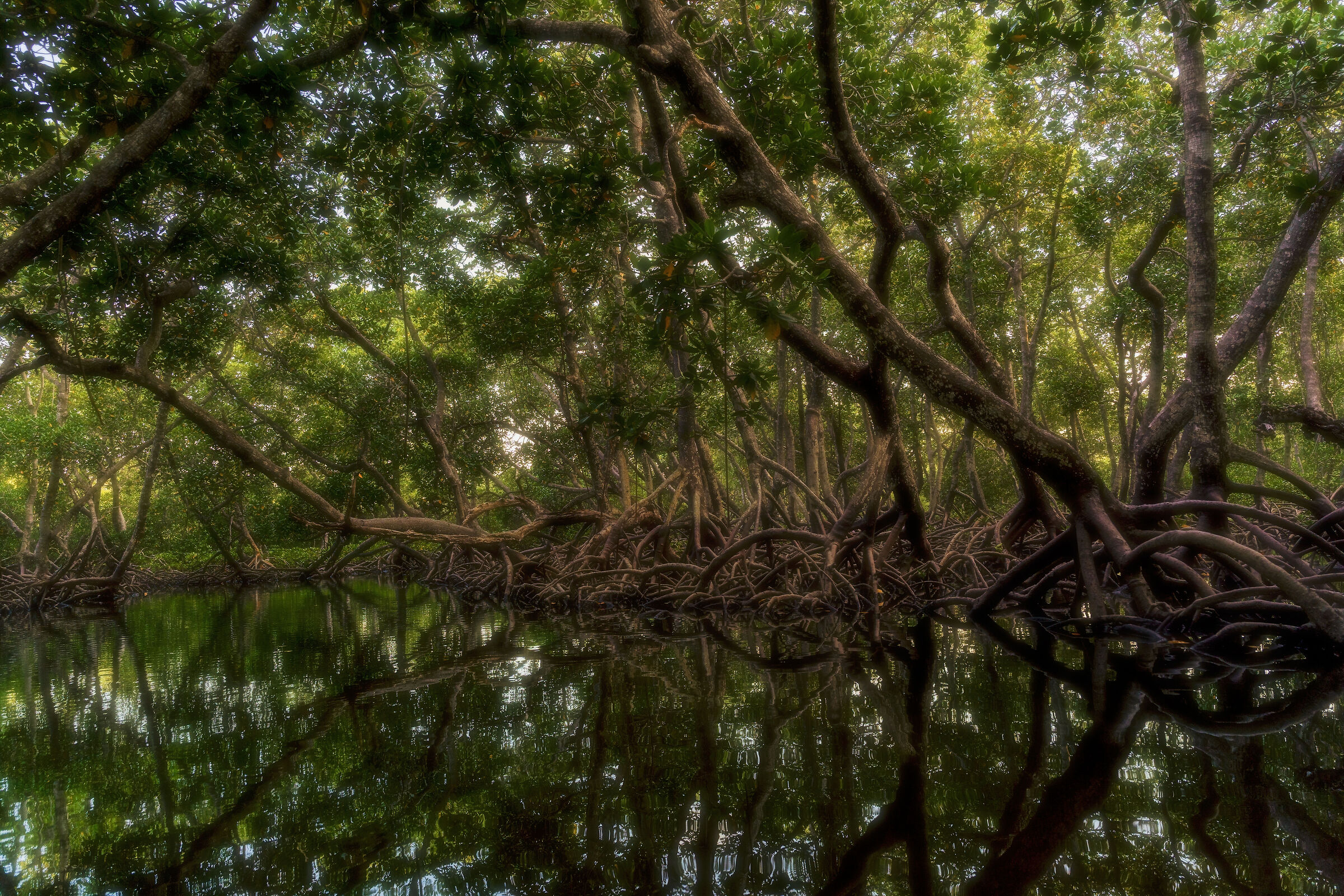 Mangroves in Mida Creek - Kenya.
