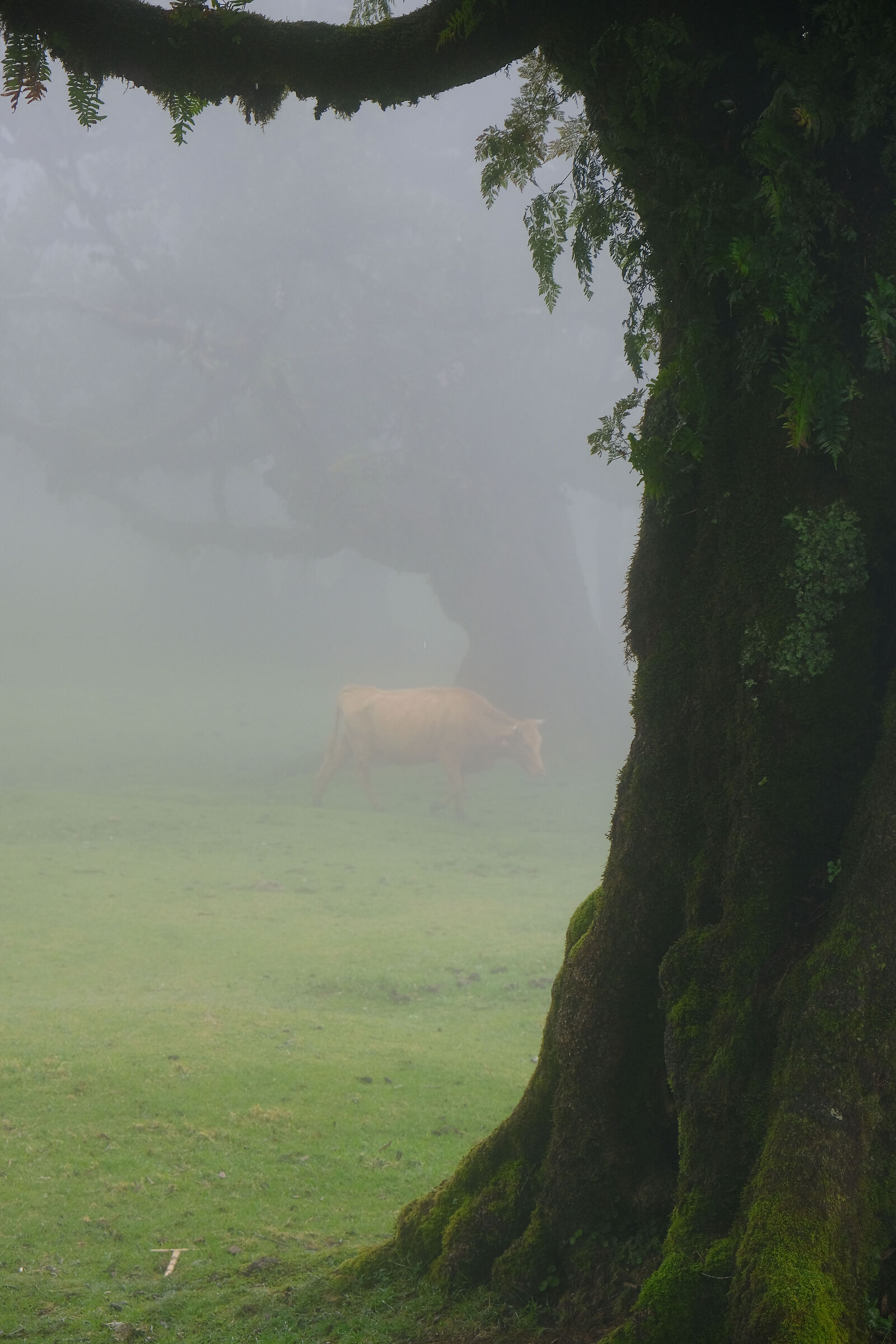 Madeira nella nebbia-1