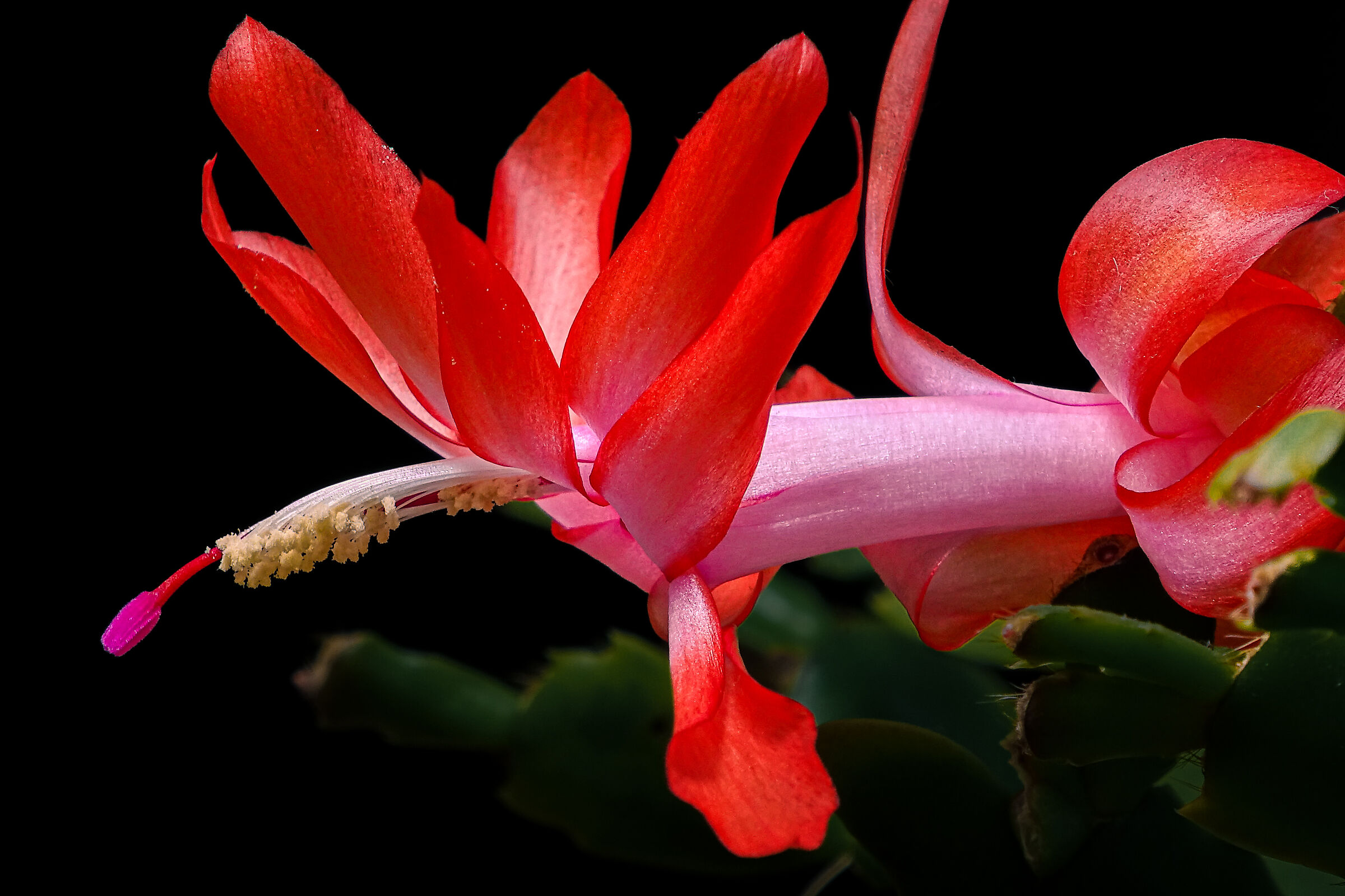 Christmas Cactus