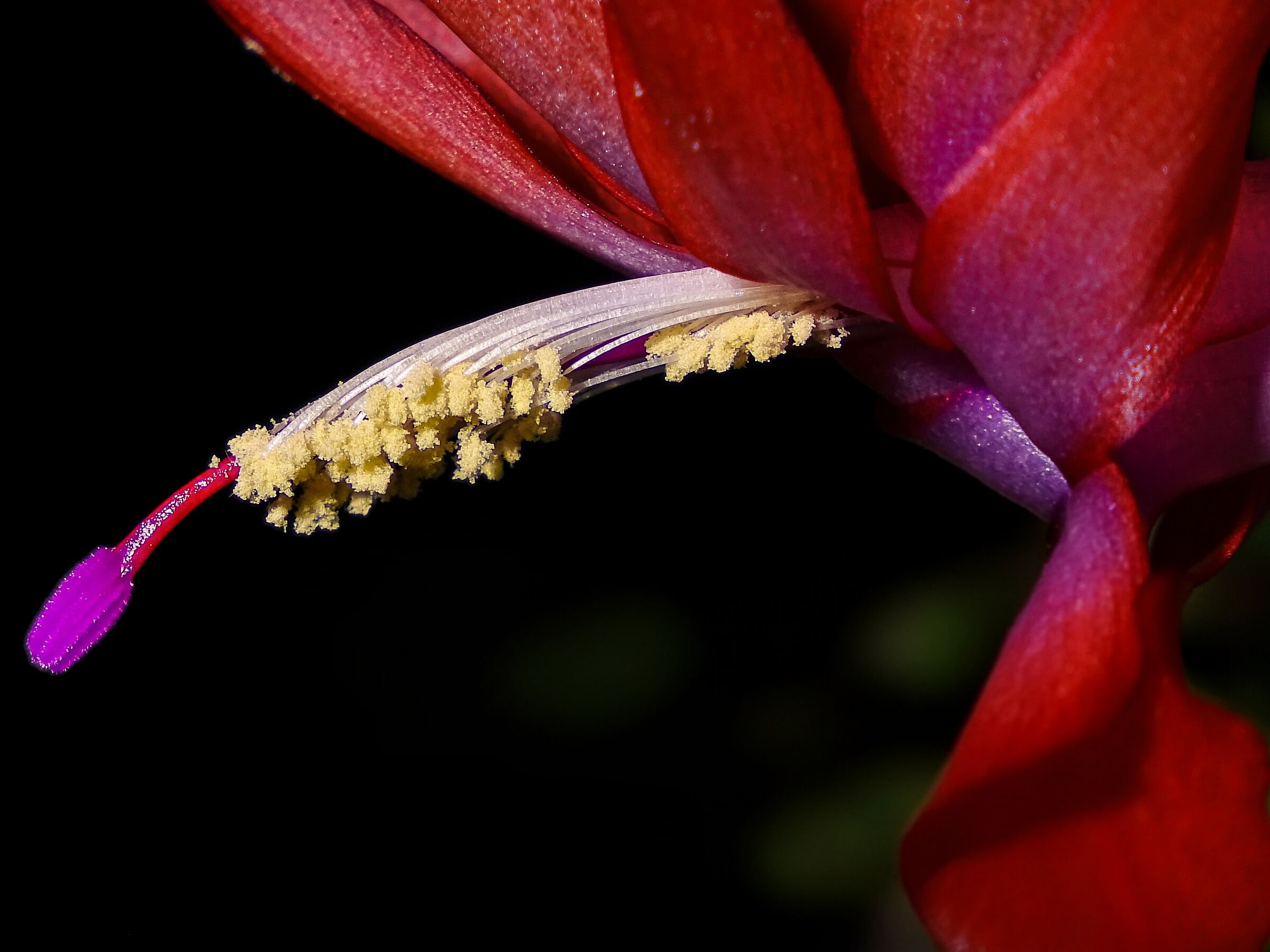 Christmas Cactus 1