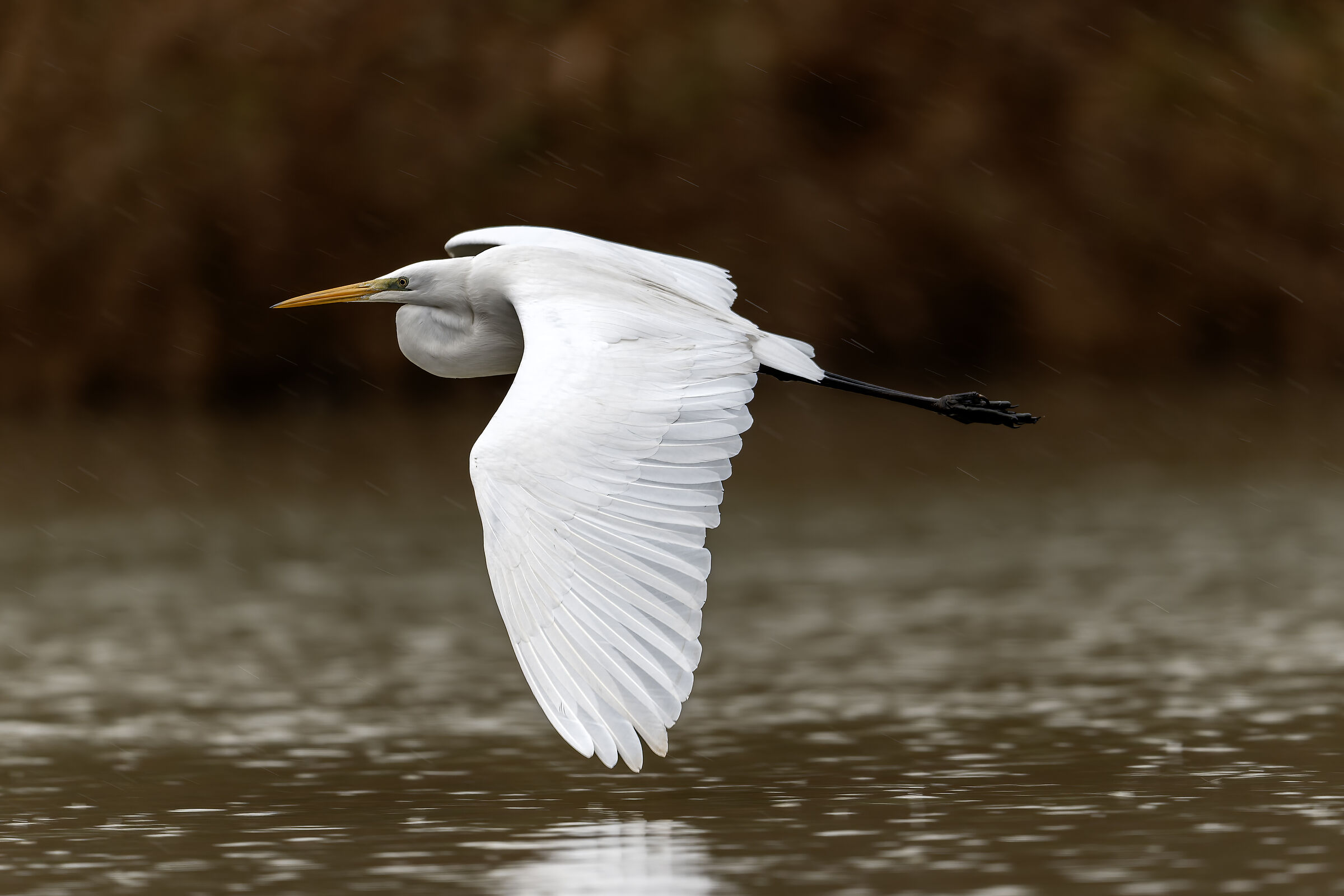 Great Egret