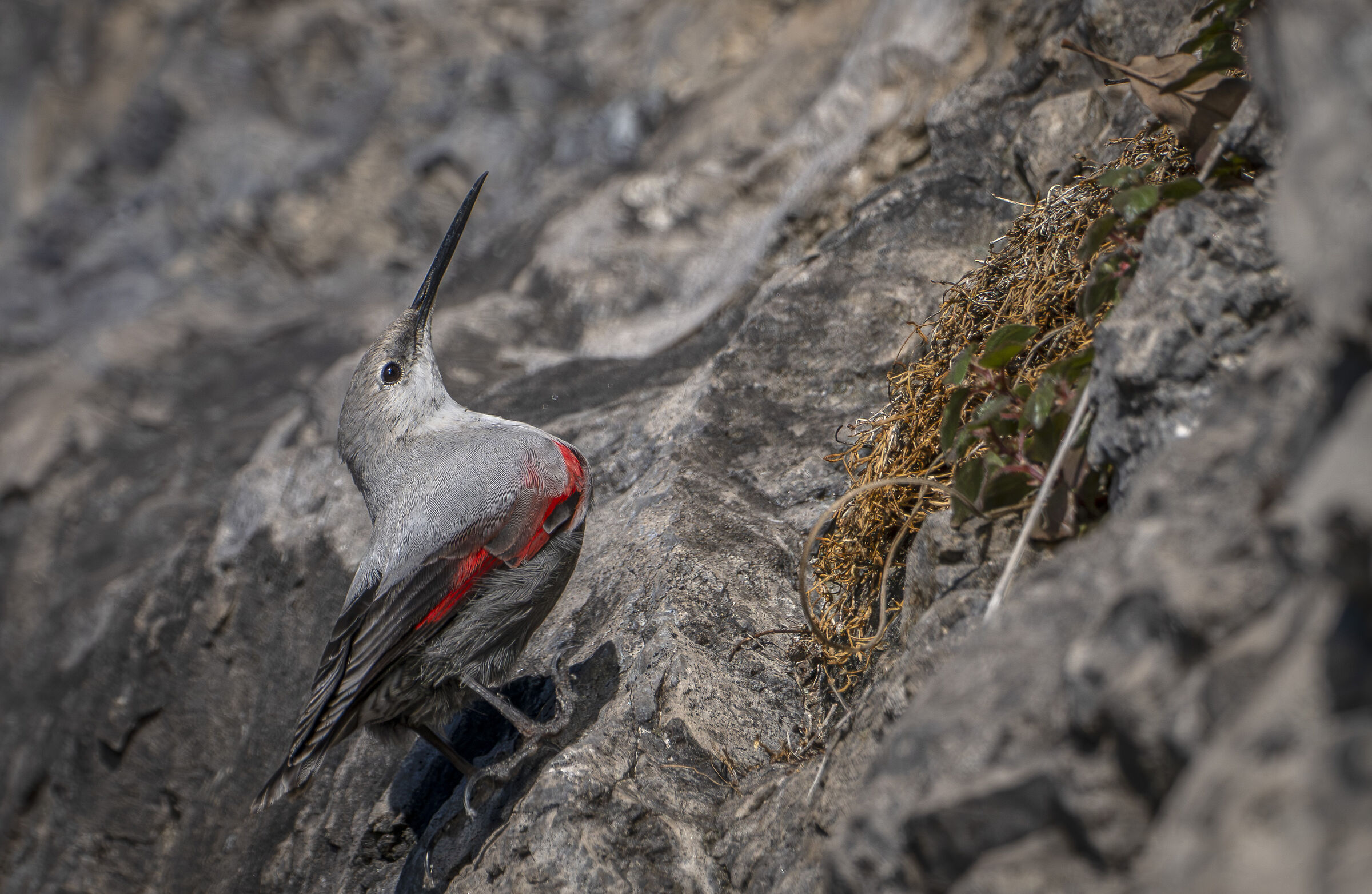 Wallcreeper
