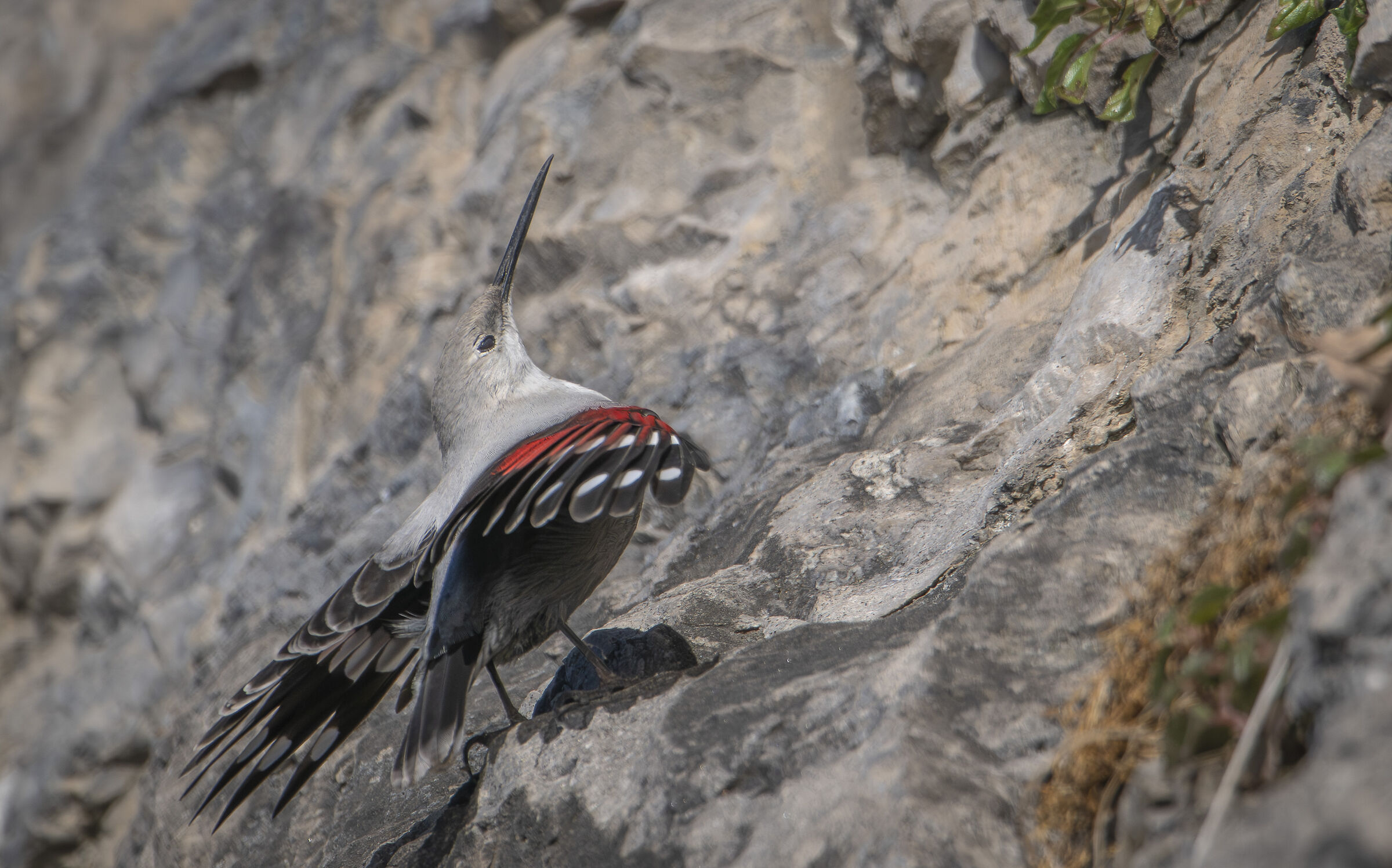 Wallcreeper
