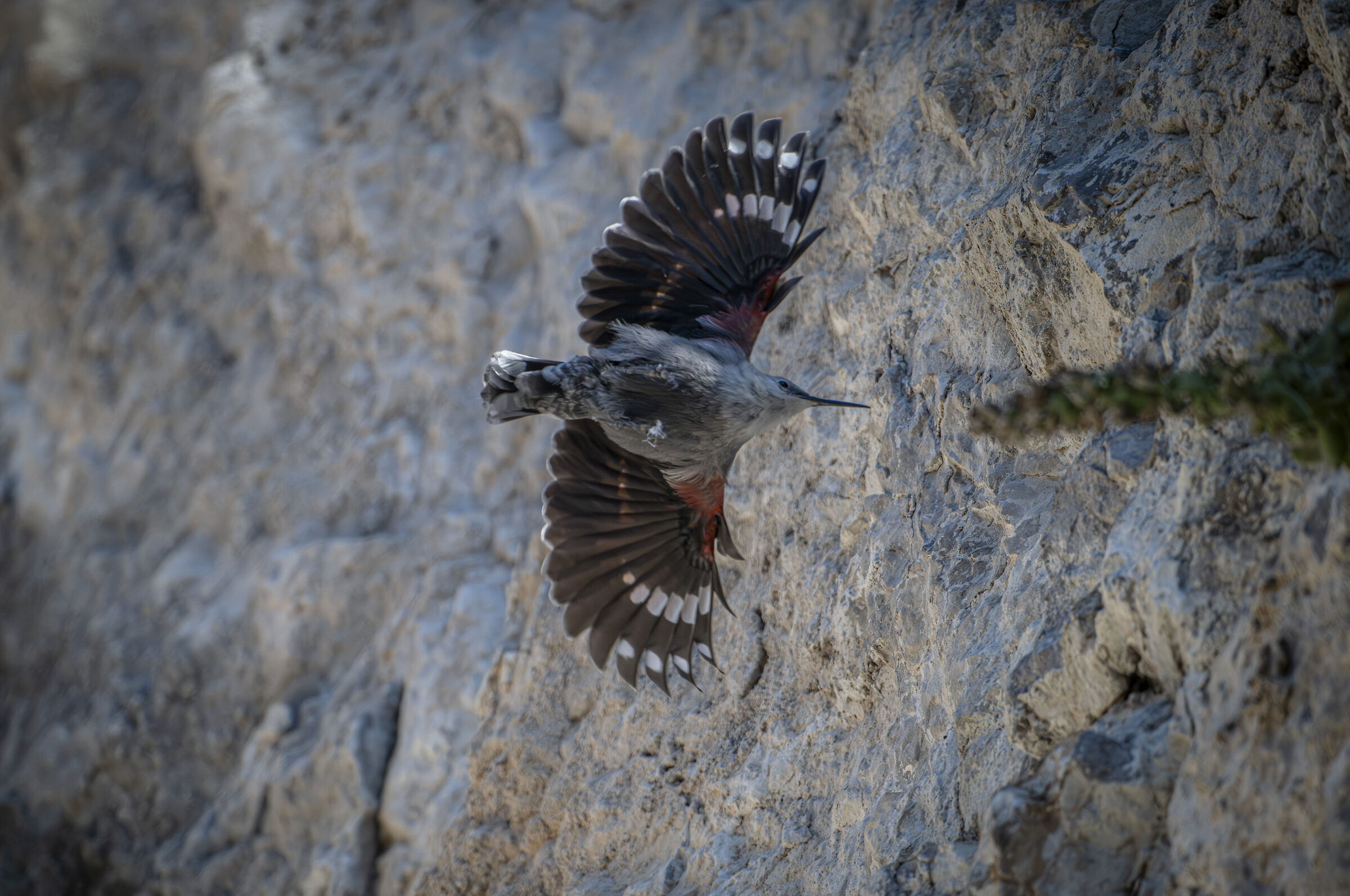 Wallcreeper
