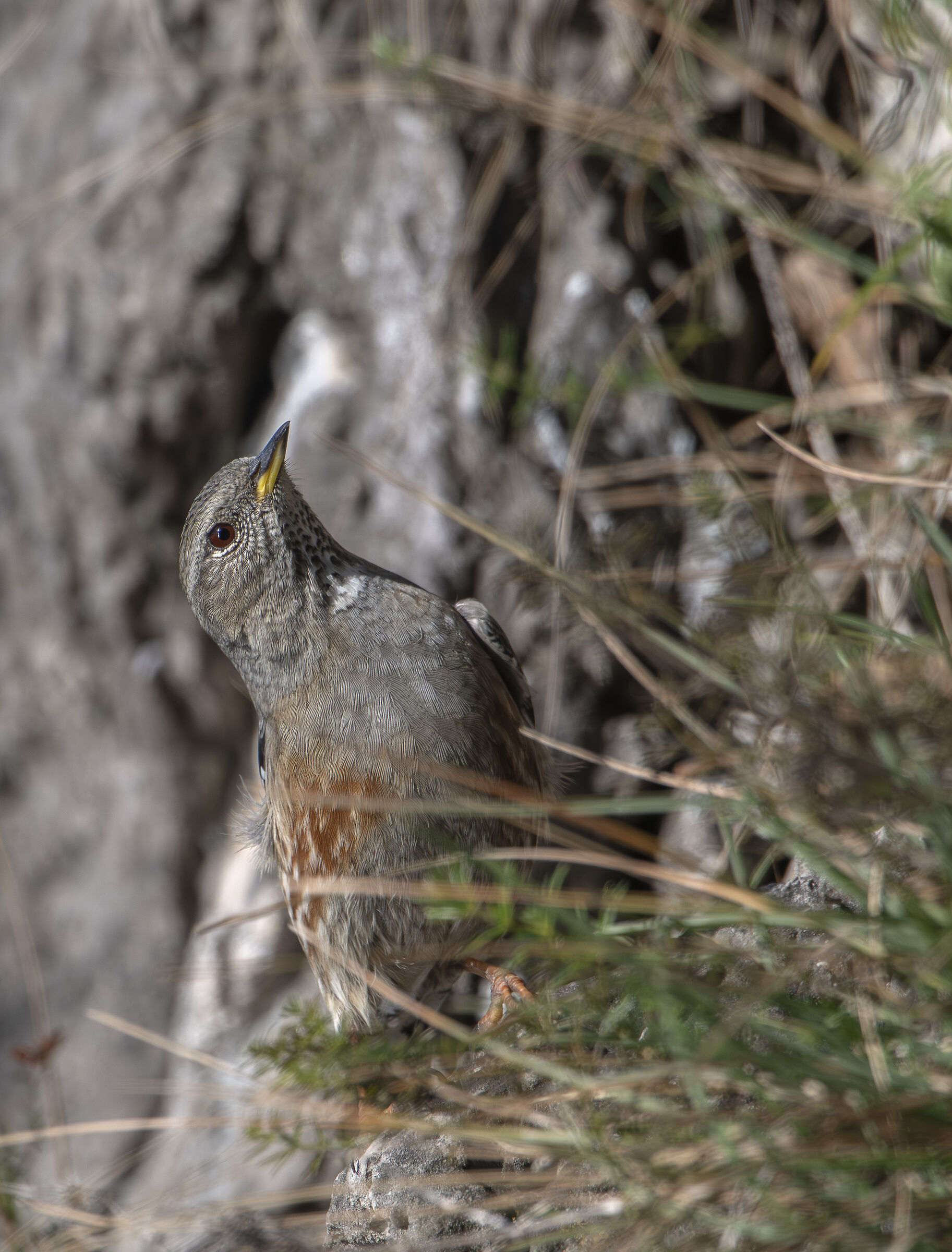 Alpine accentor