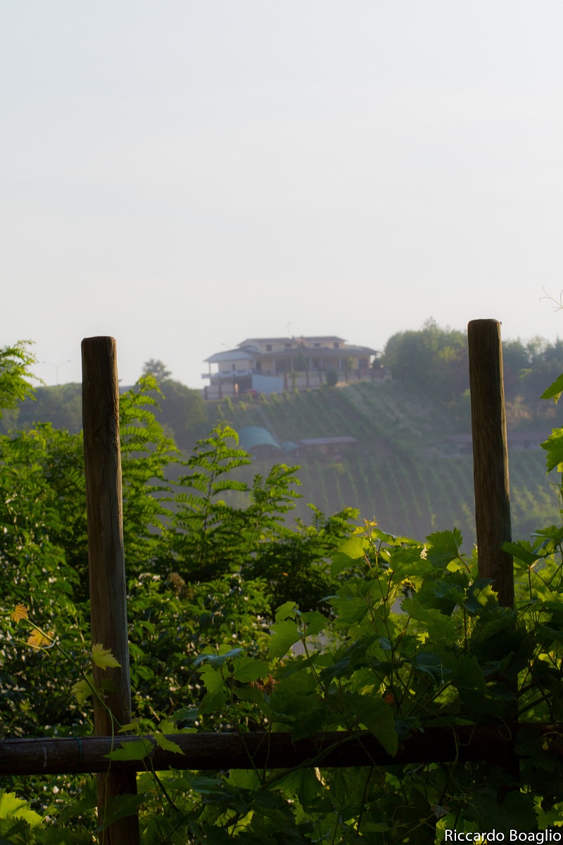 Vigne Lombarde 2