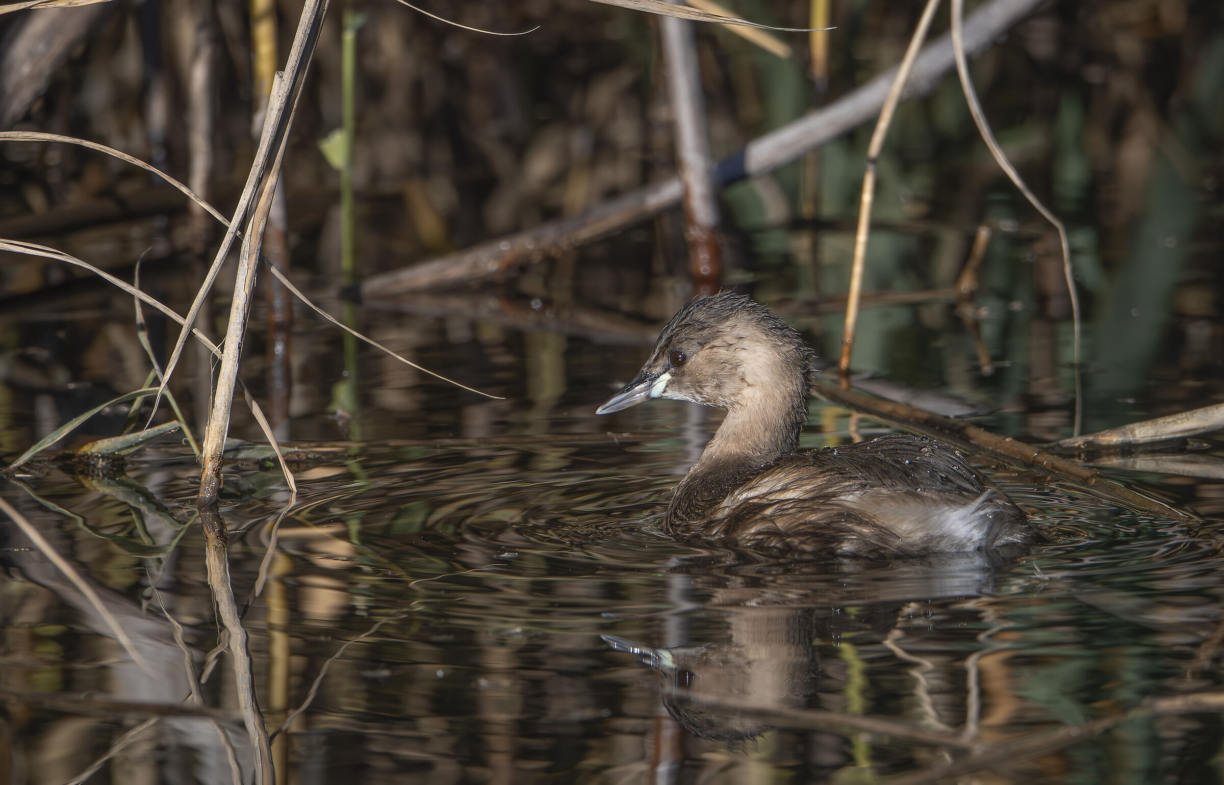 Dabchick