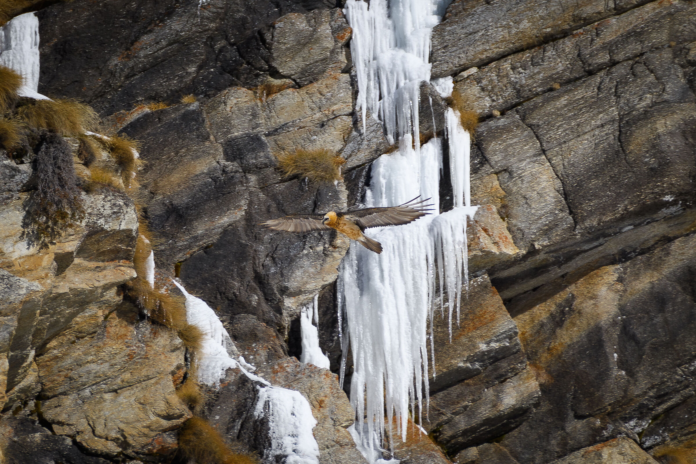 Bearded Vulture on ice