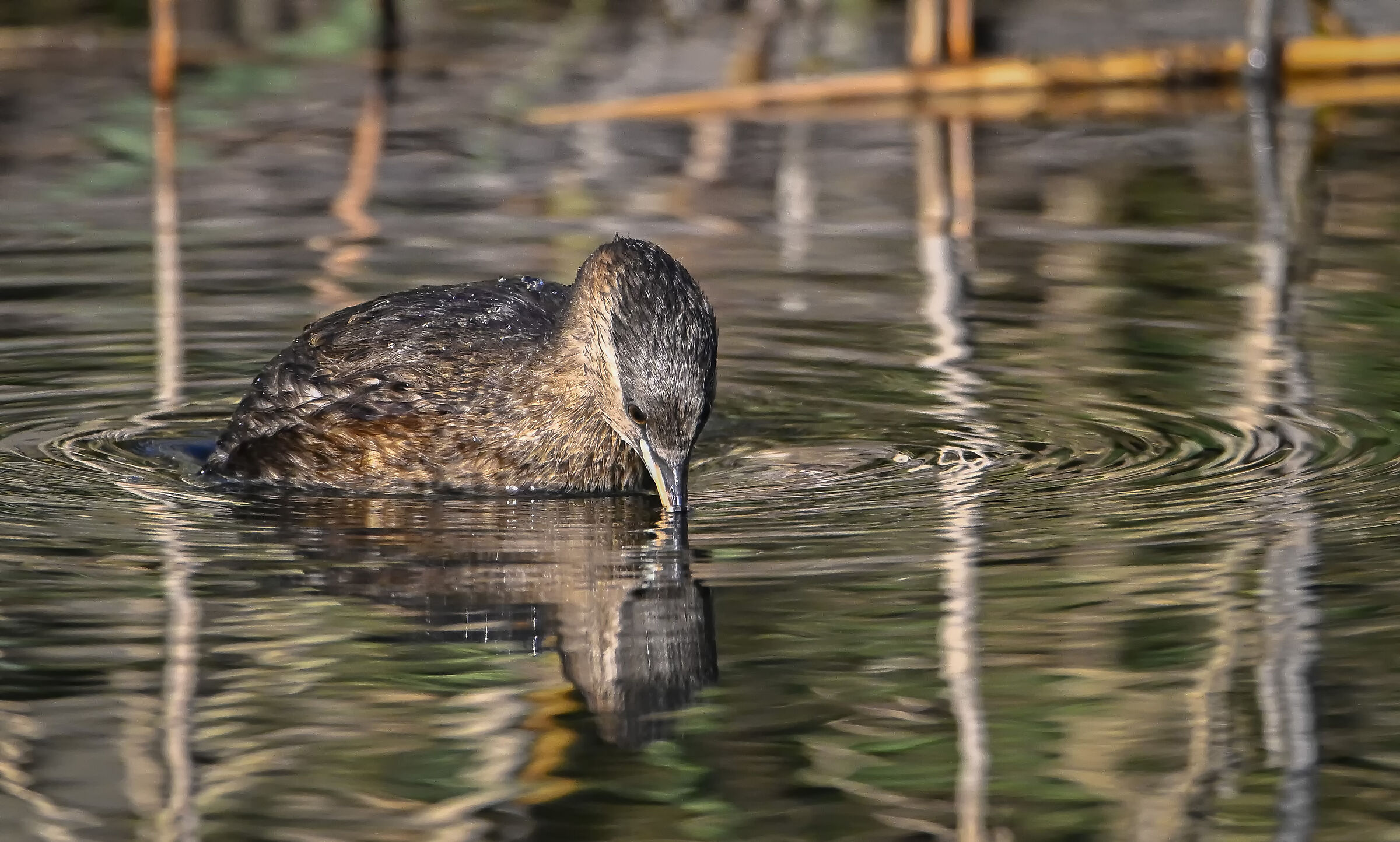 Dabchick