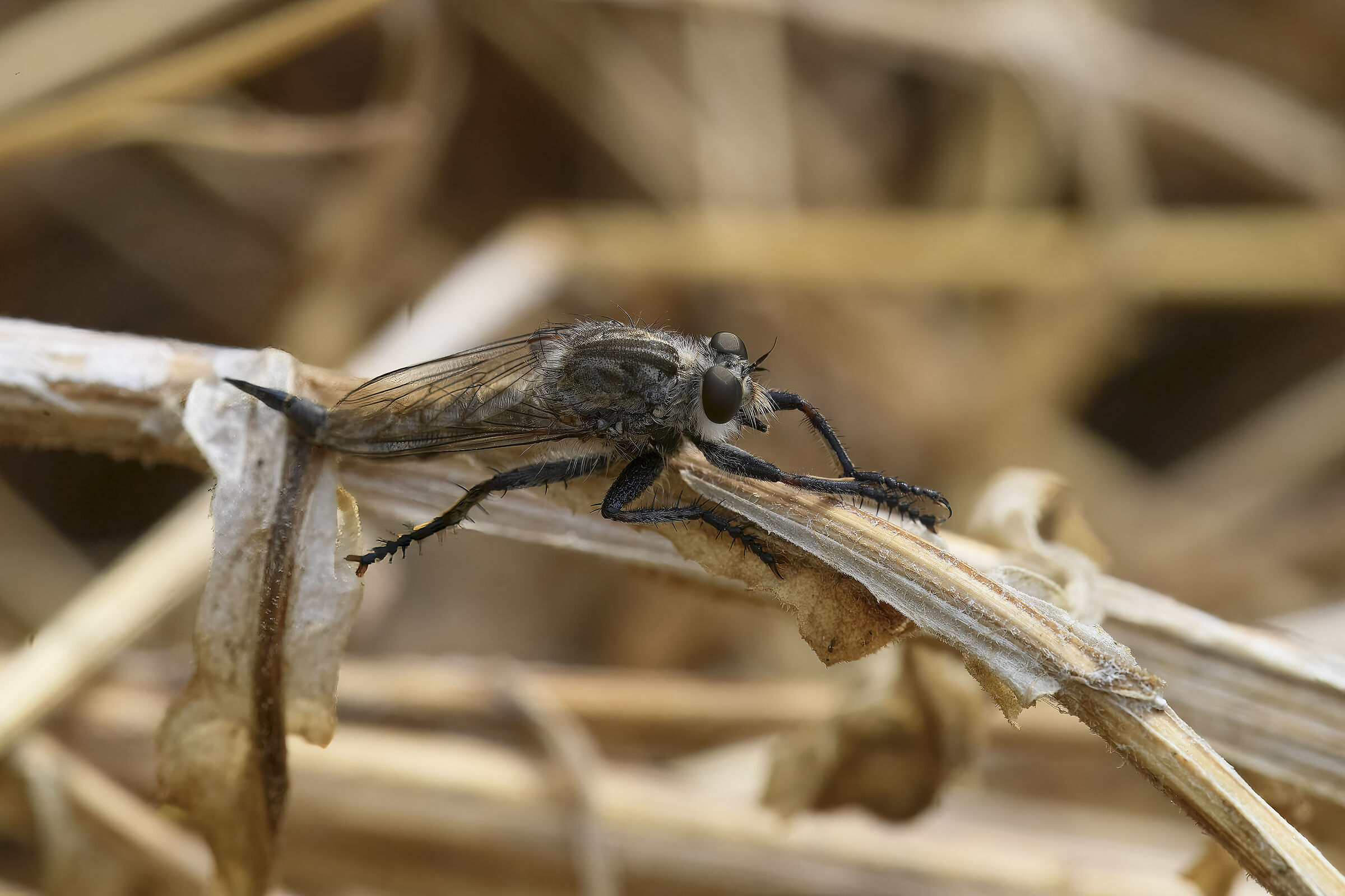 Machimus rusticus