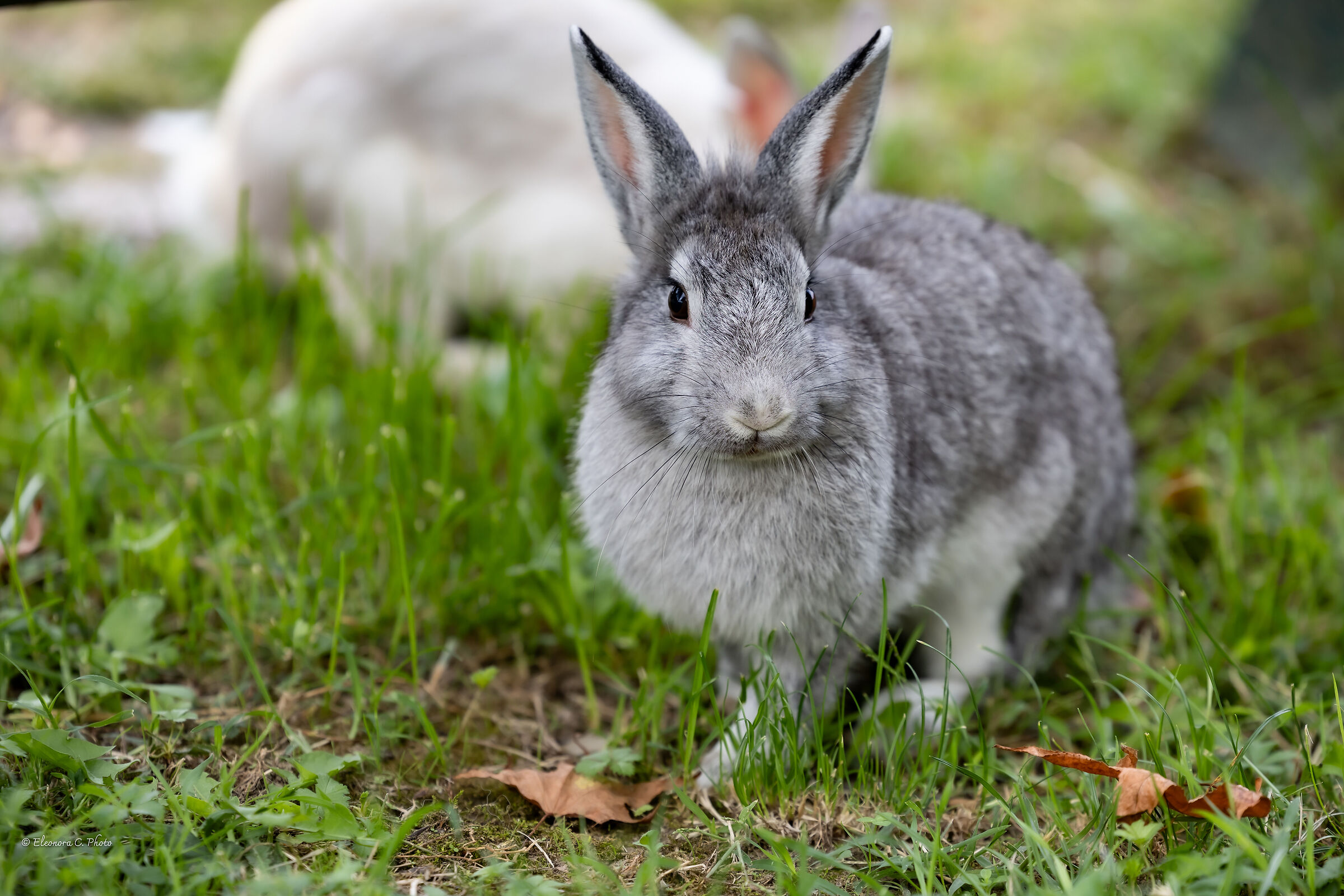 Coniglio grigio