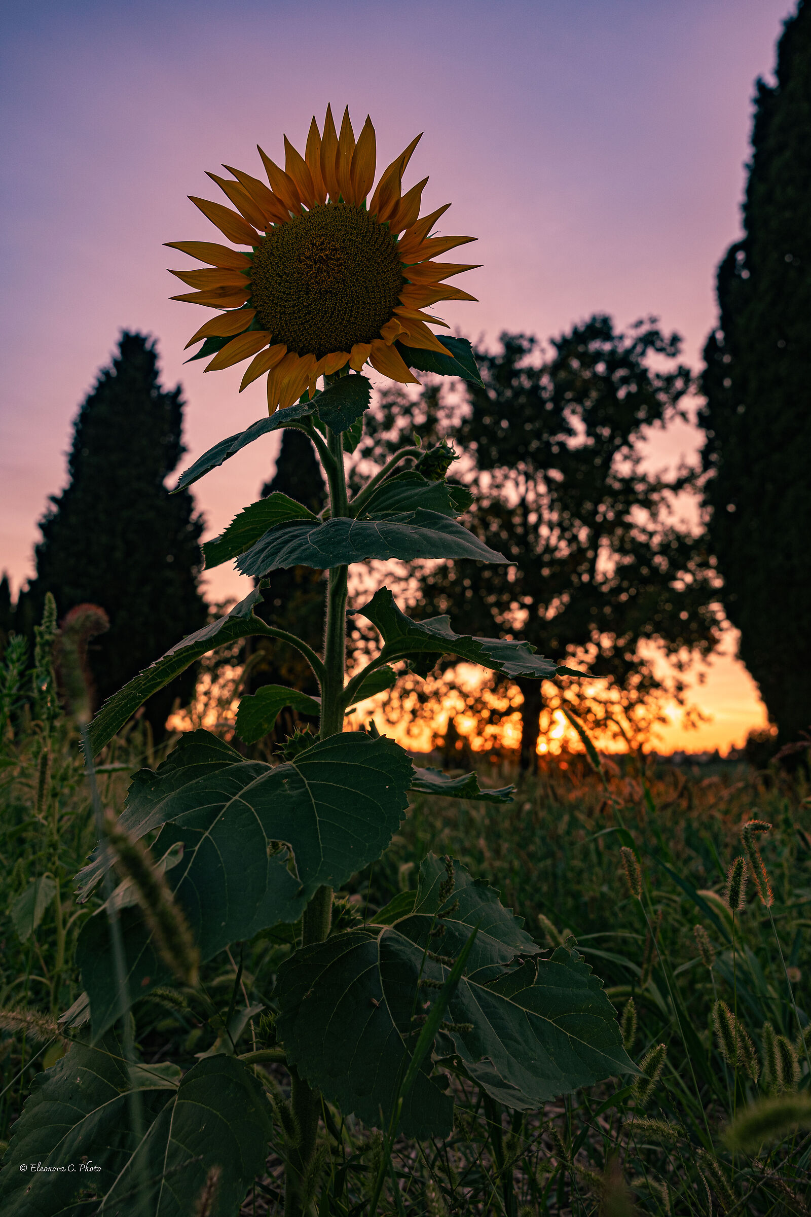 girasole