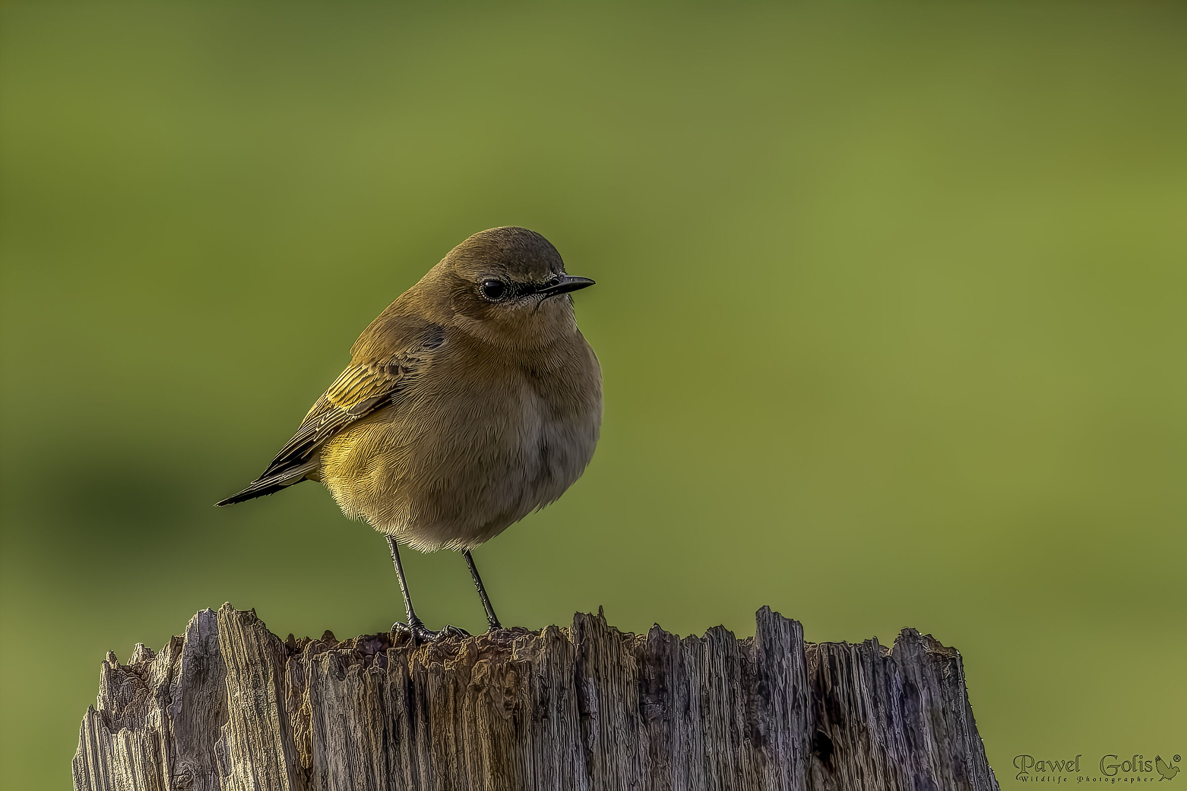 northern wheatear (Oenanthe oenanthe)