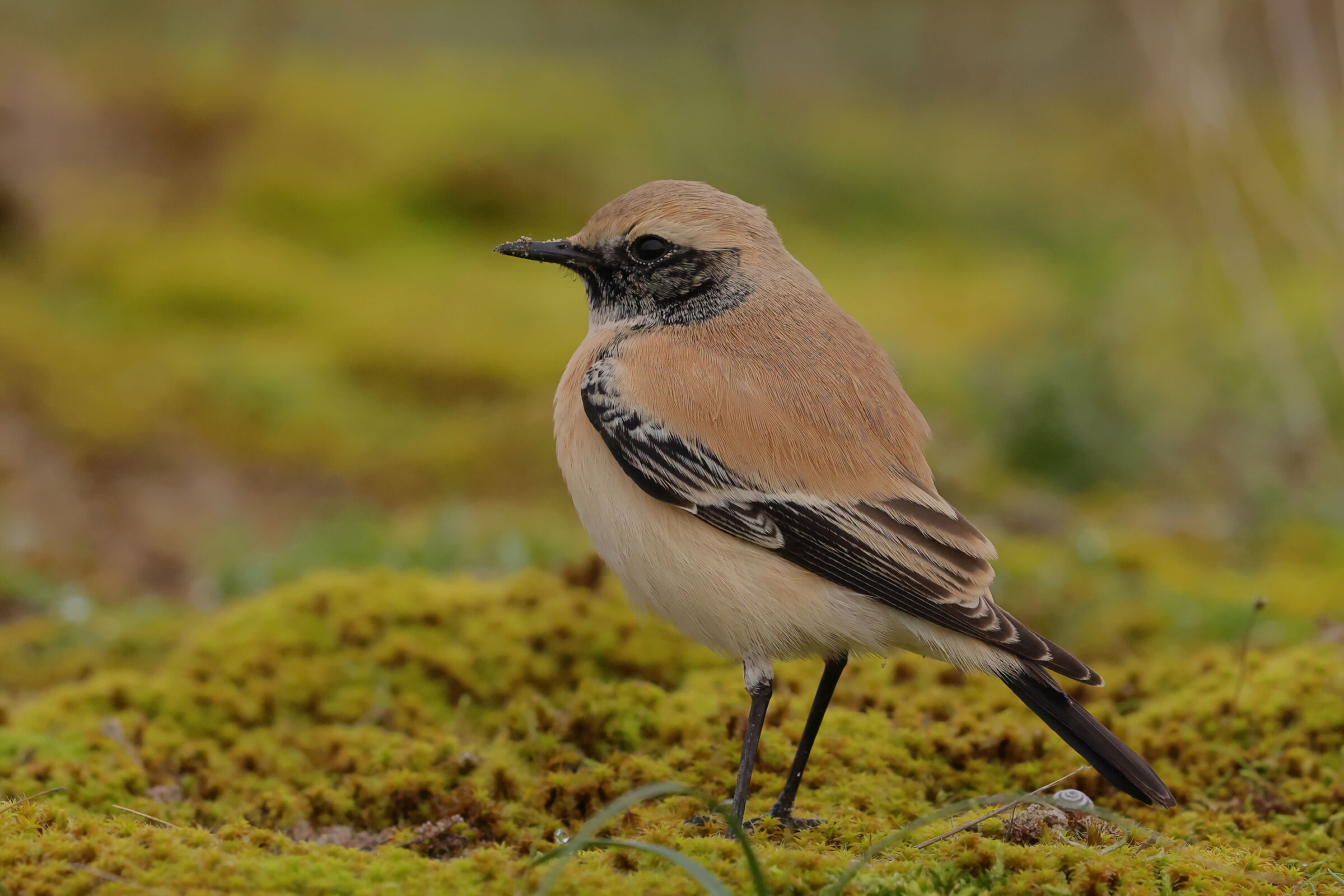 Desert wheatear